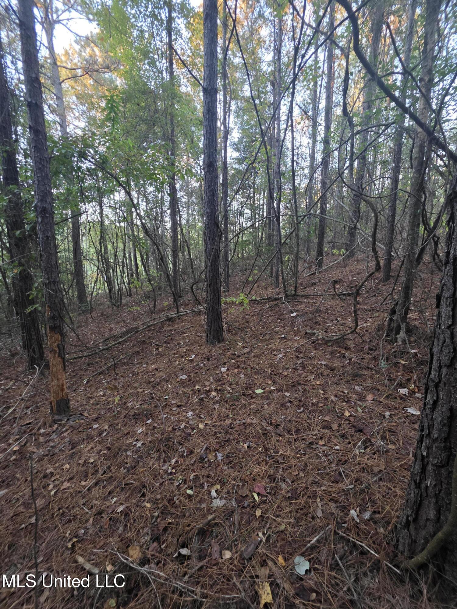 77 County Road Mize, MS 39116 - Photo 25 of 38 19310