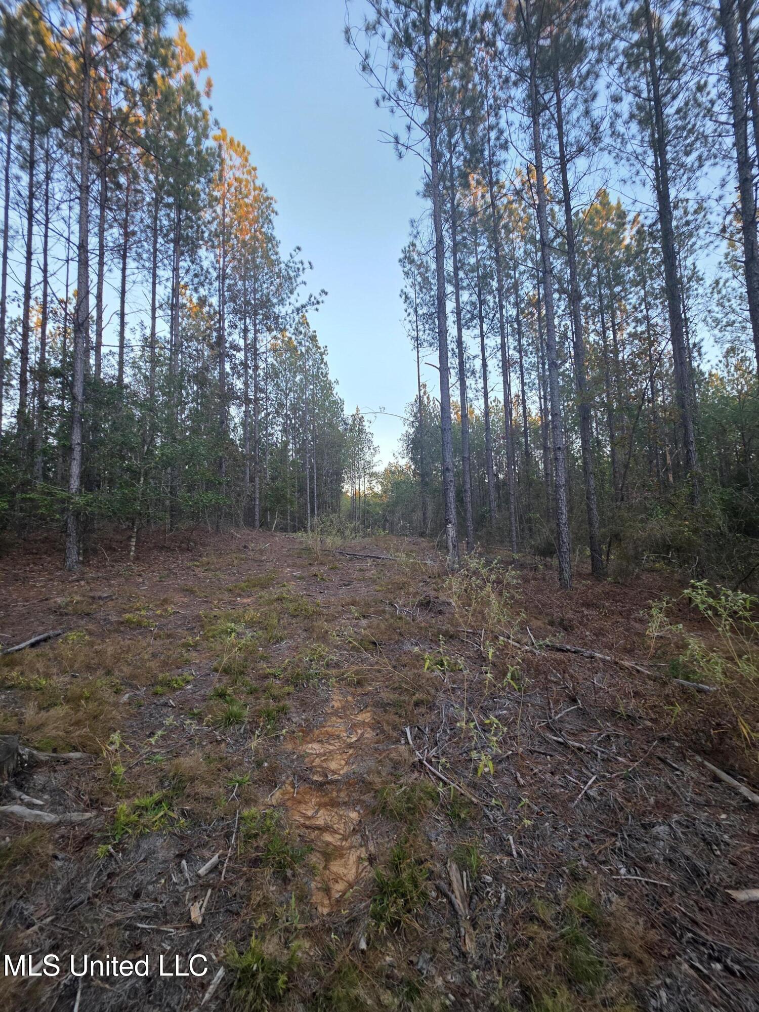 77 County Road Mize, MS 39116 - Photo 26 of 38 19317