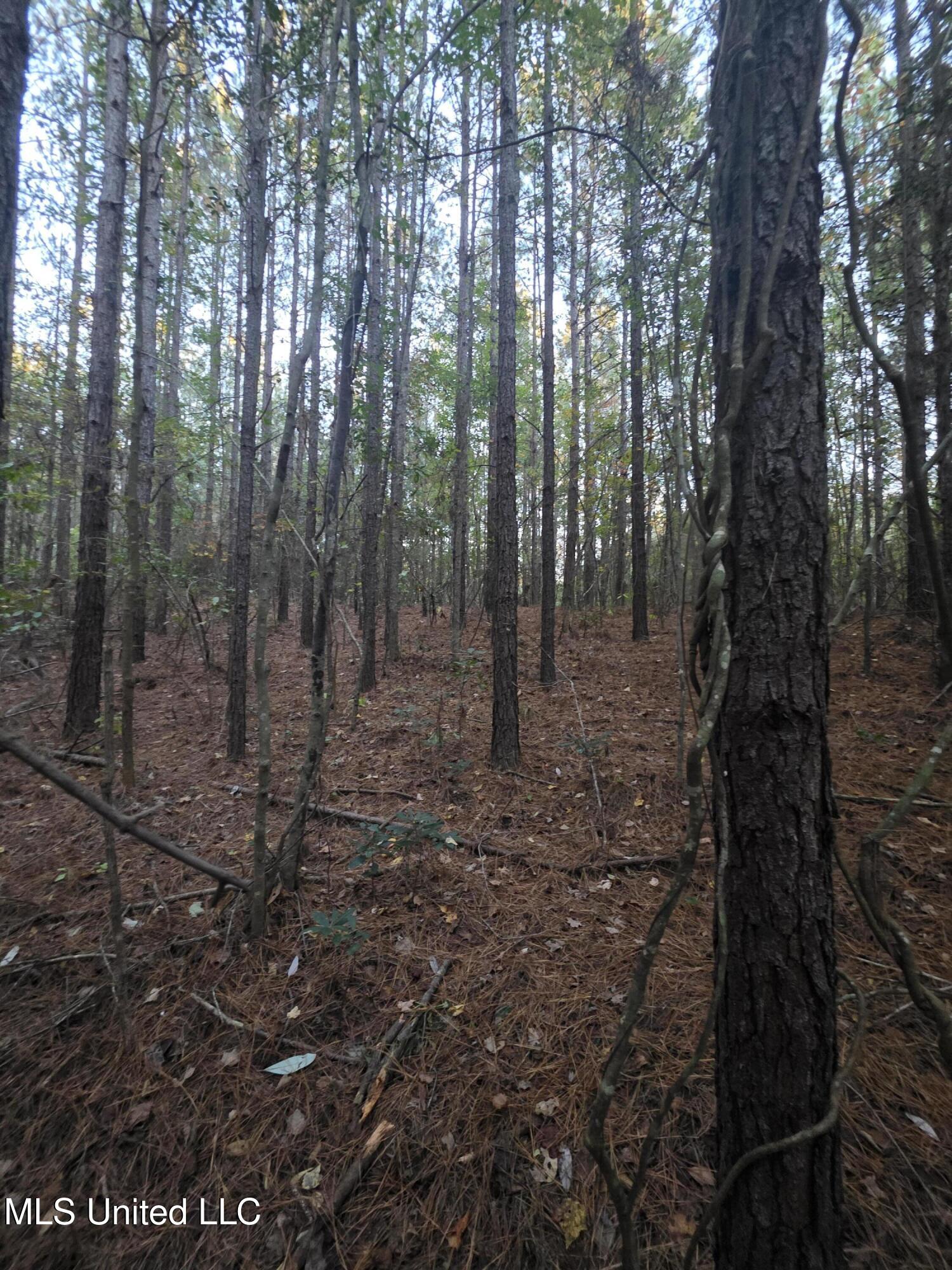 77 County Road Mize, MS 39116 - Photo 27 of 38 19308