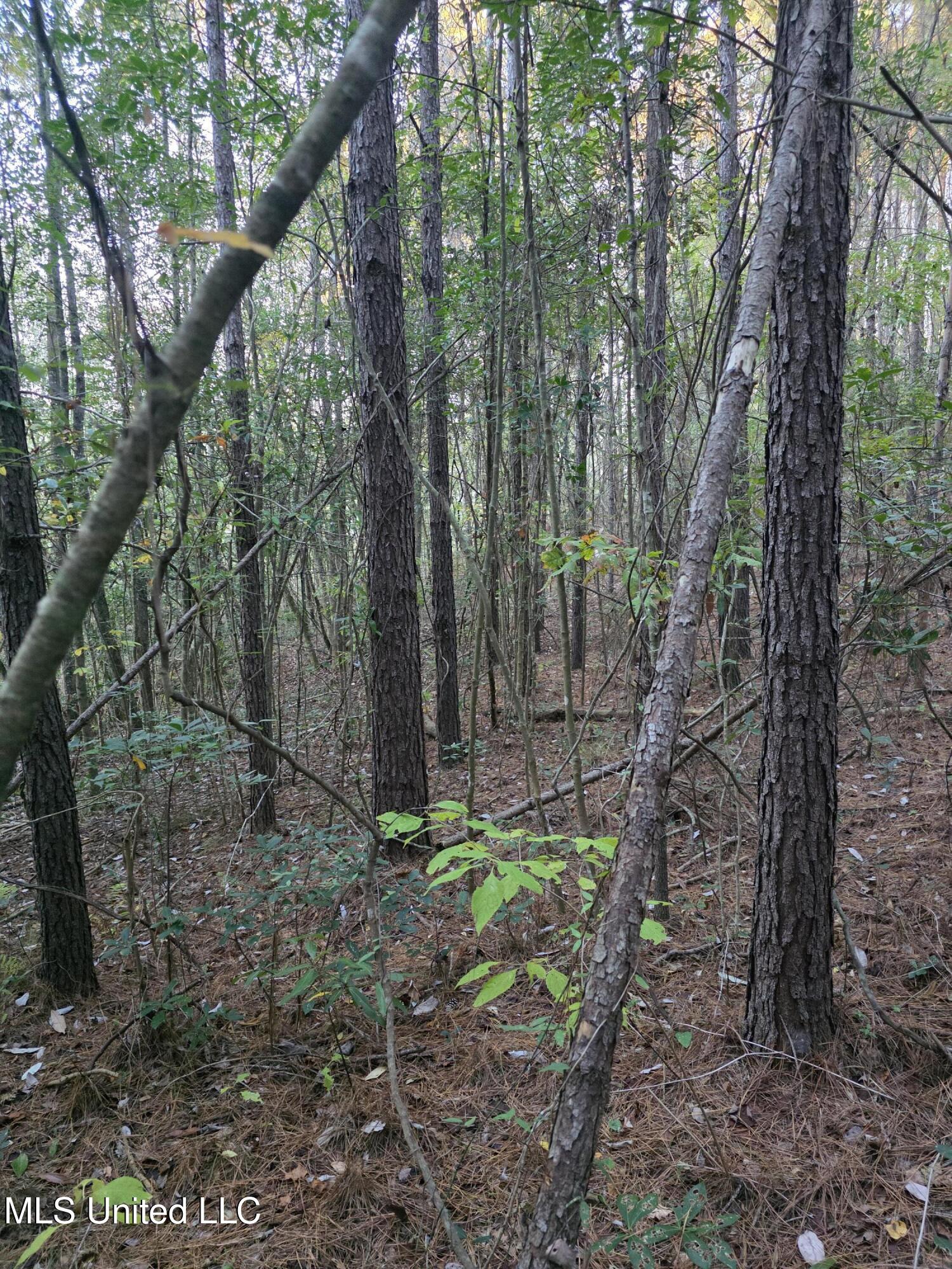 77 County Road Mize, MS 39116 - Photo 28 of 38 19306