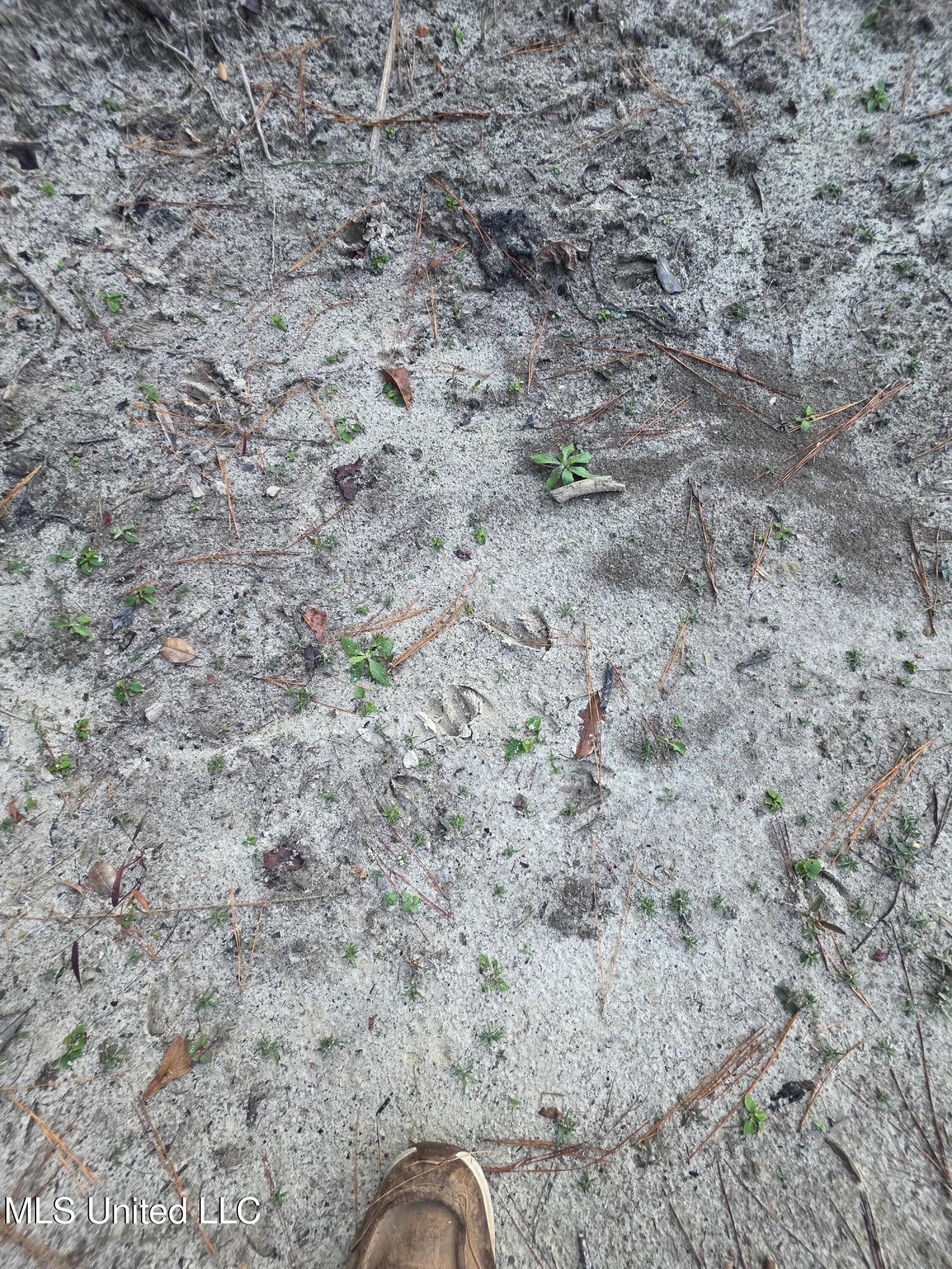 77 County Road Mize, MS 39116 - Photo 29 of 38 19291