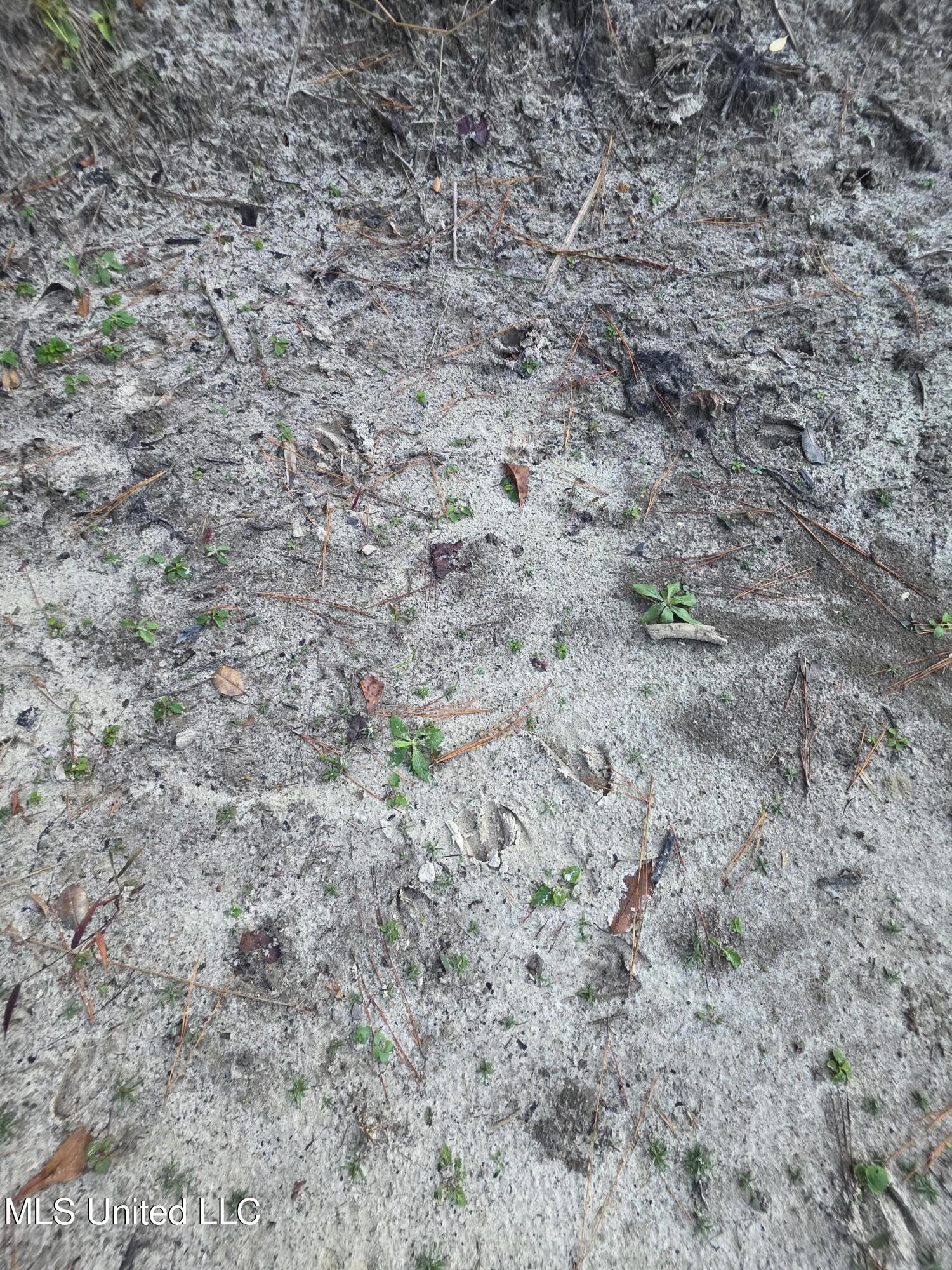 77 County Road Mize, MS 39116 - Photo 30 of 38 19292