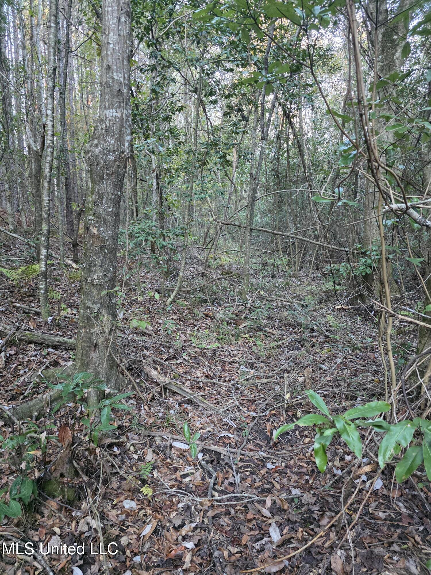 77 County Road Mize, MS 39116 - Photo 34 of 38 19282