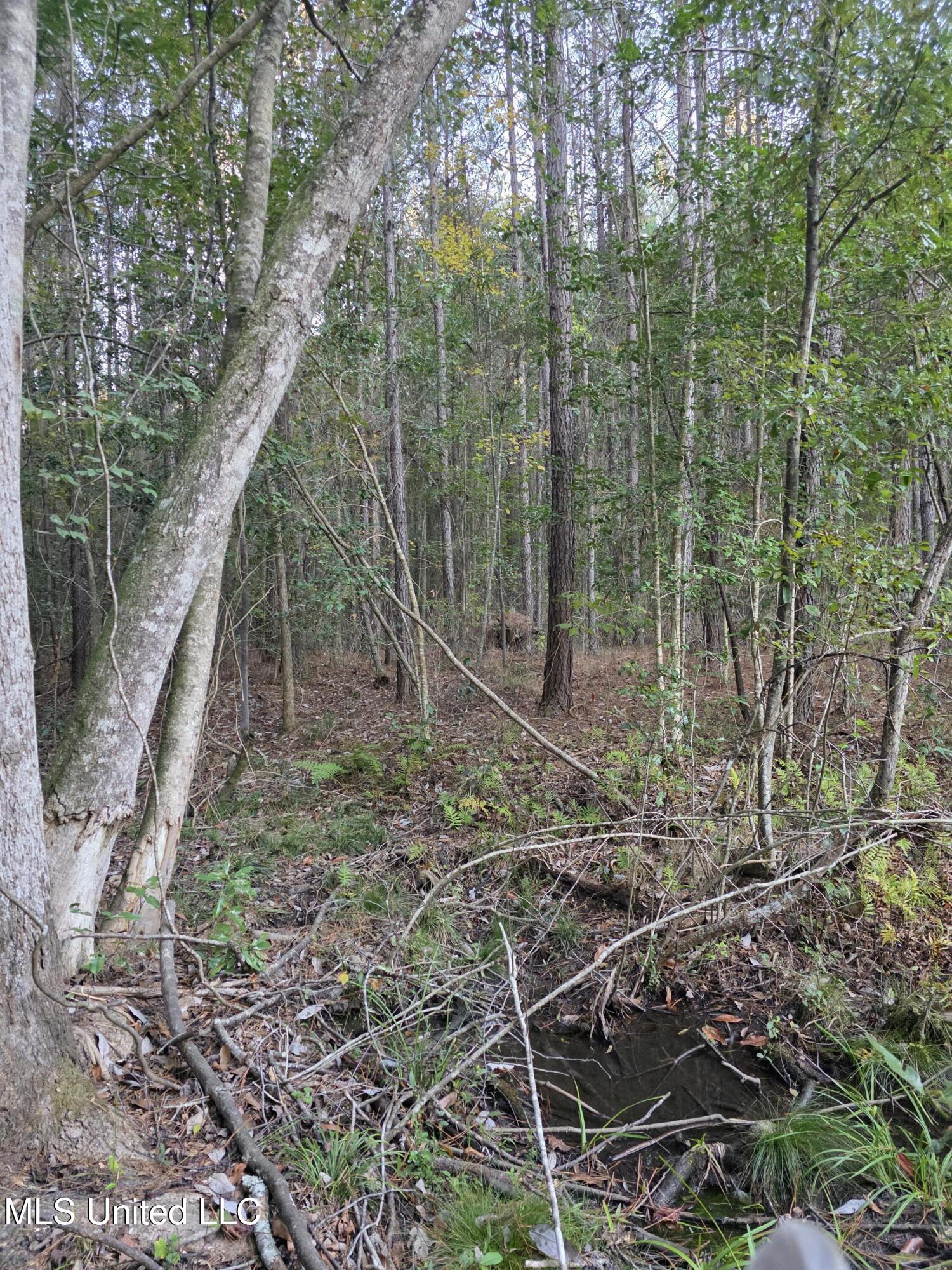 77 County Road Mize, MS 39116 - Photo 35 of 38 19280