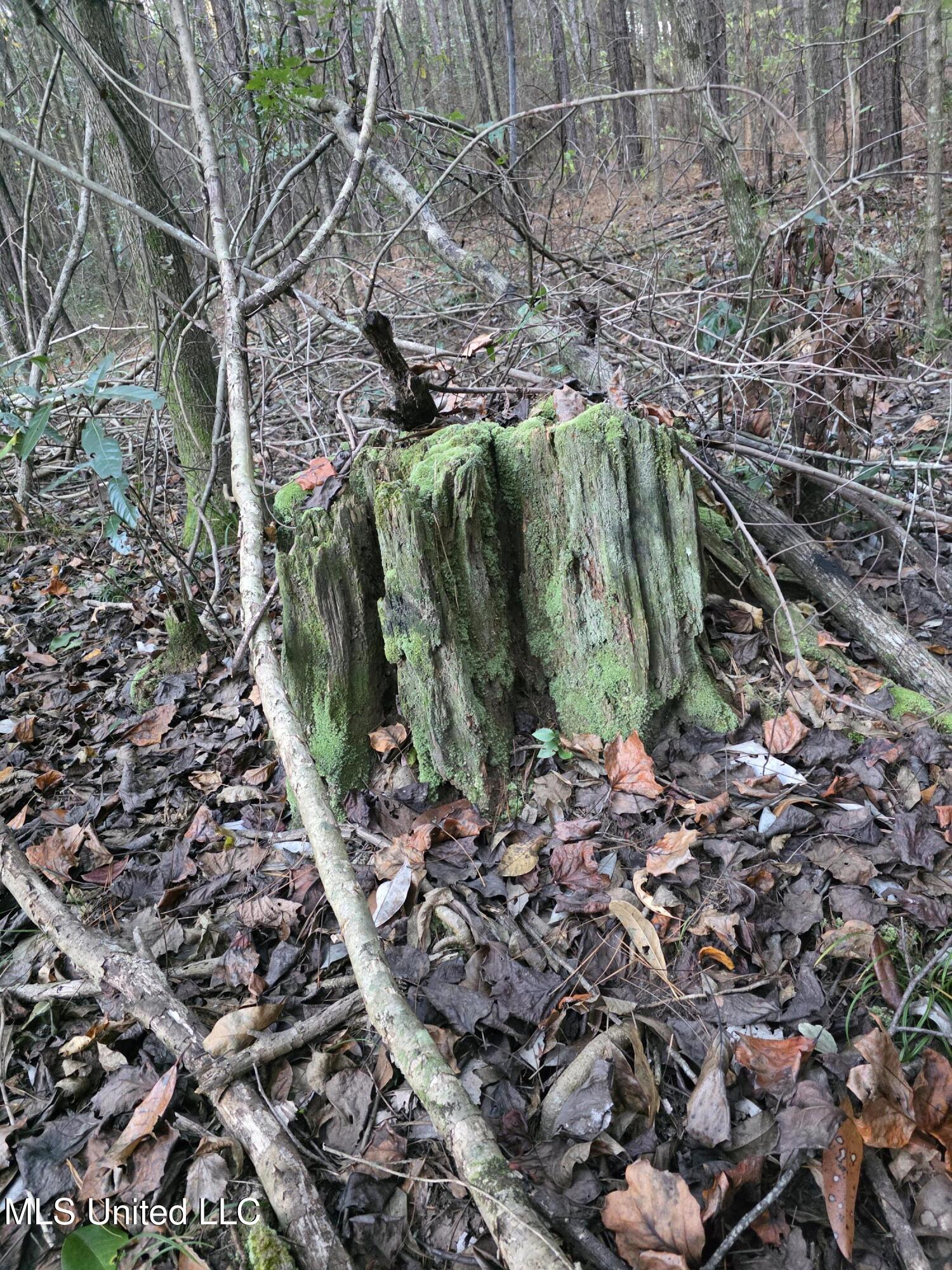 77 County Road Mize, MS 39116 - Photo 36 of 38 19269