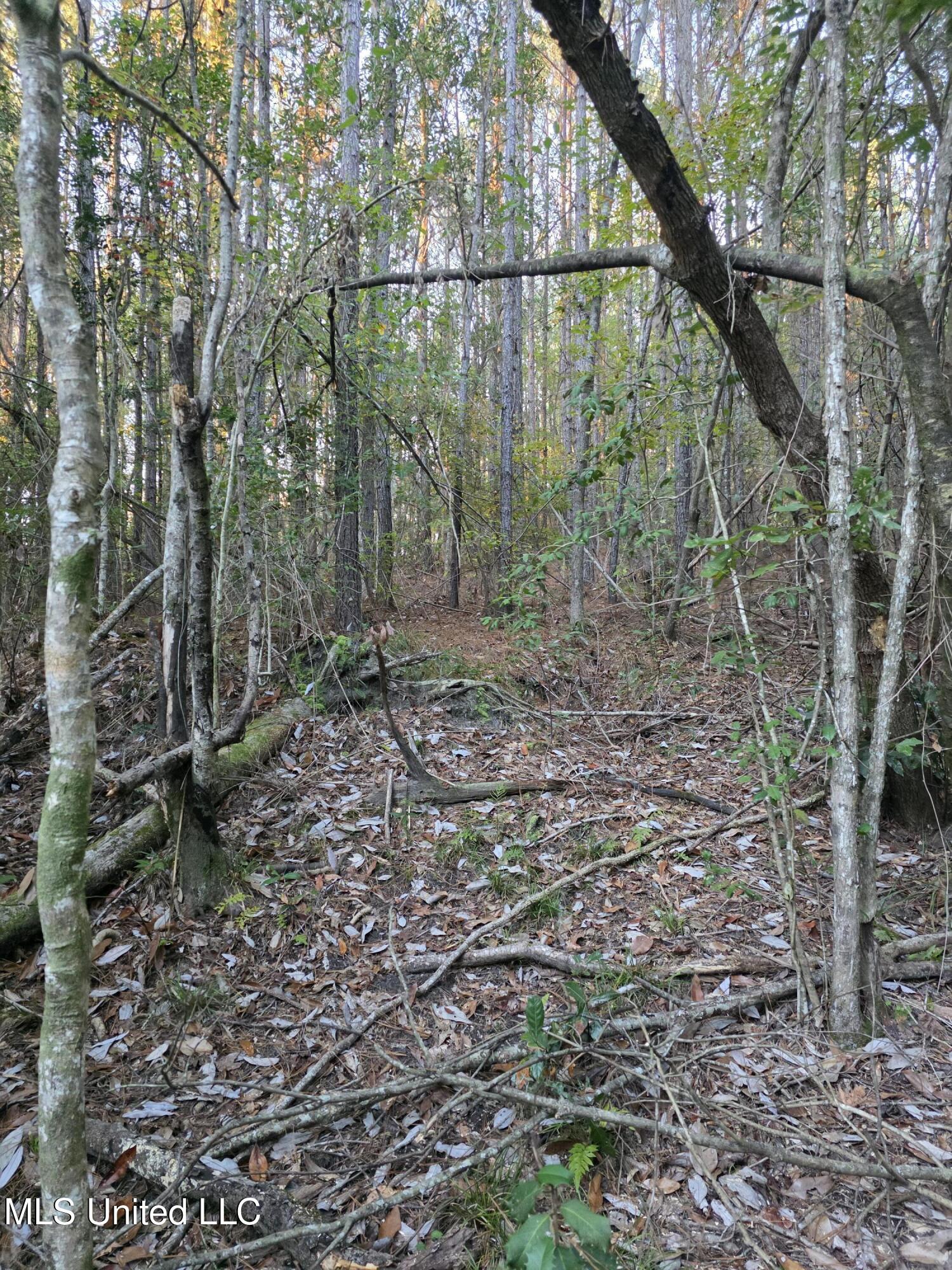 77 County Road Mize, MS 39116 - Photo 37 of 38 19281