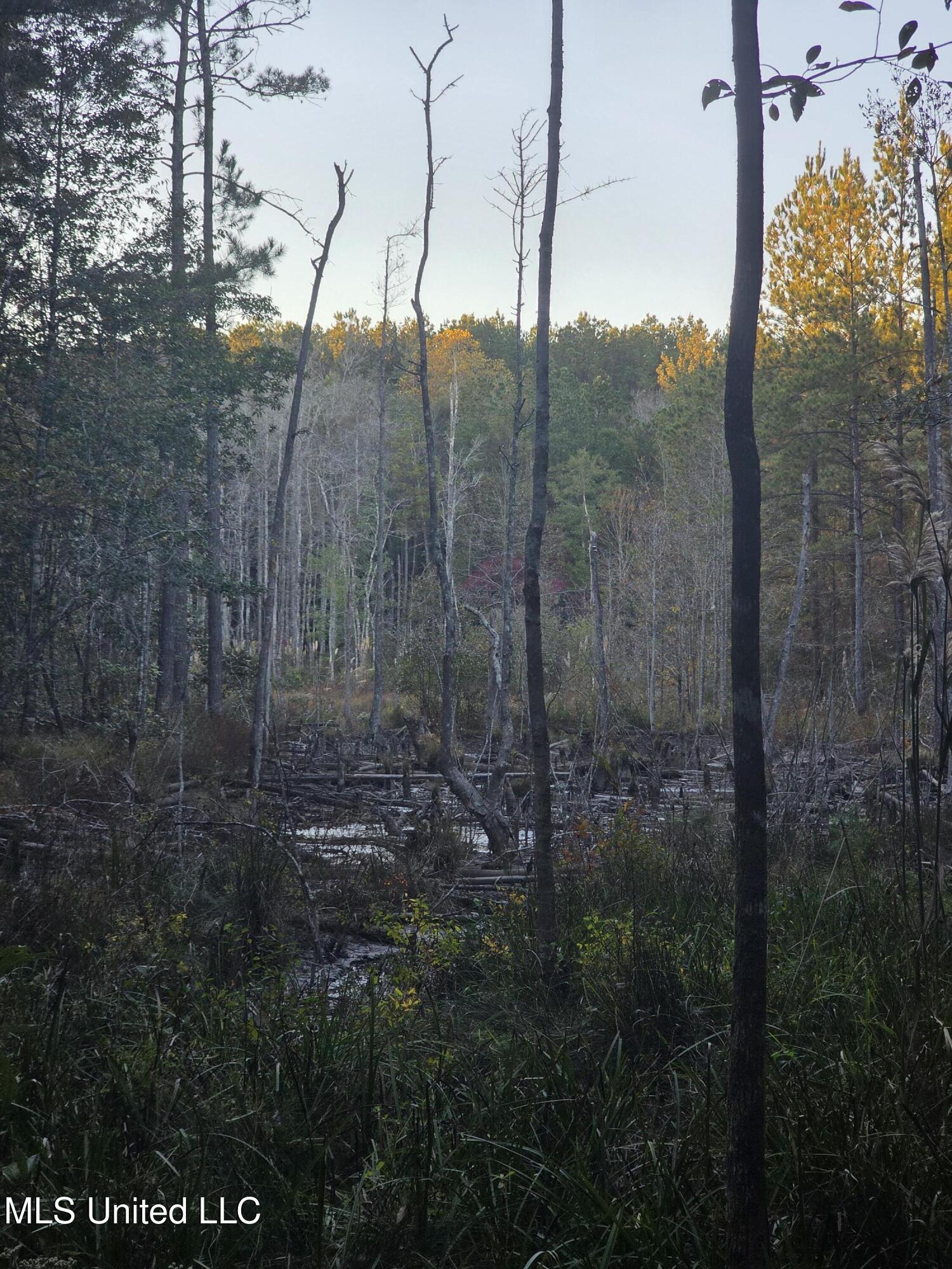 77 County Road Mize, MS 39116 - Photo 38 of 38 19273