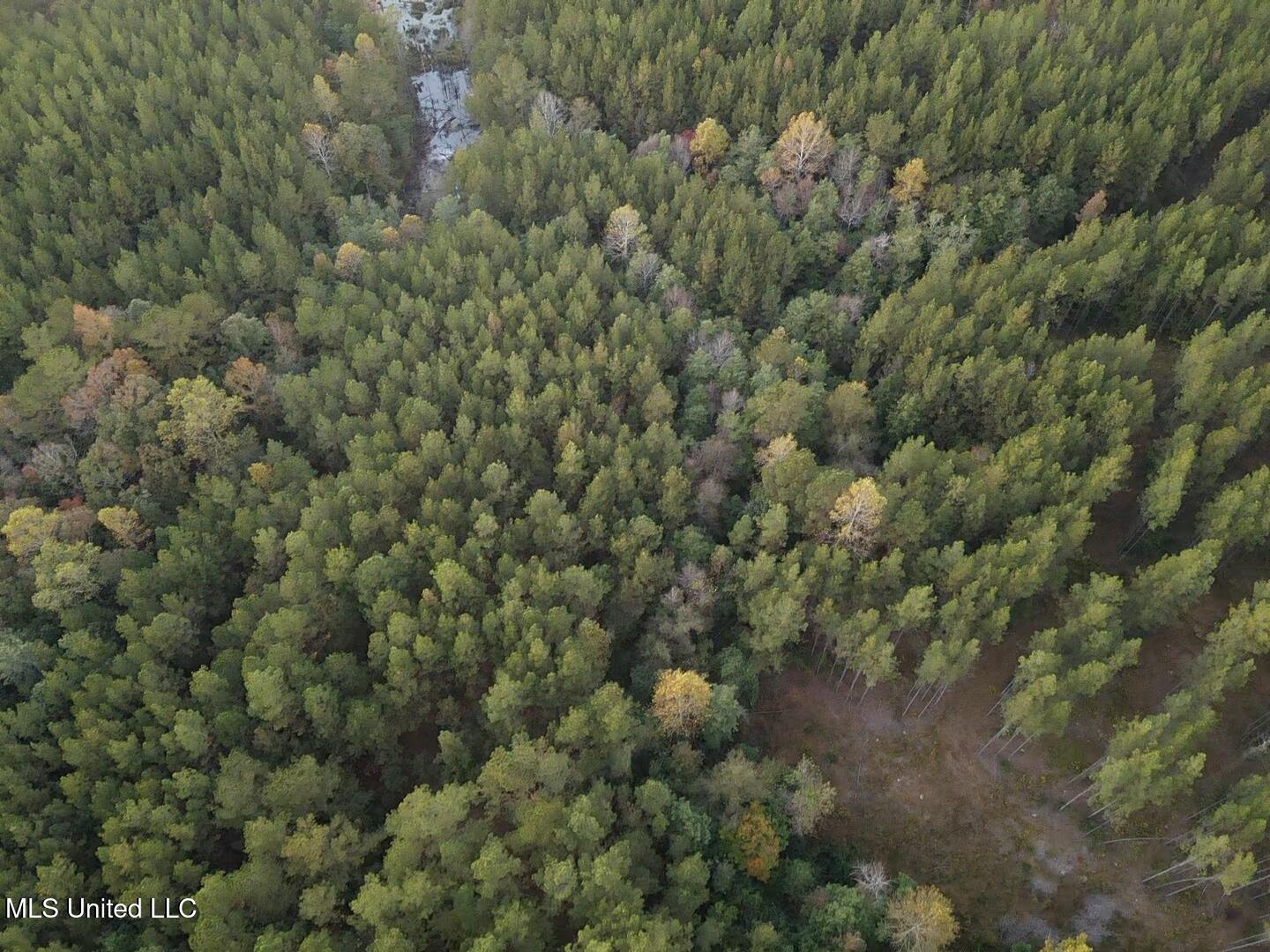 77 County Road Mize, MS 39116 - Photo 6 of 38 19345
