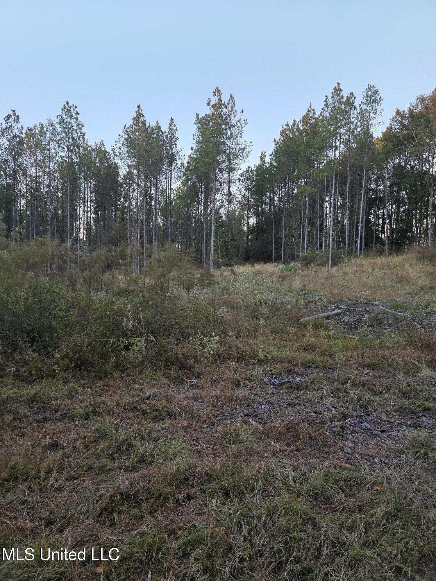 77 County Road Mize, MS 39116 - Photo 7 of 38 19336