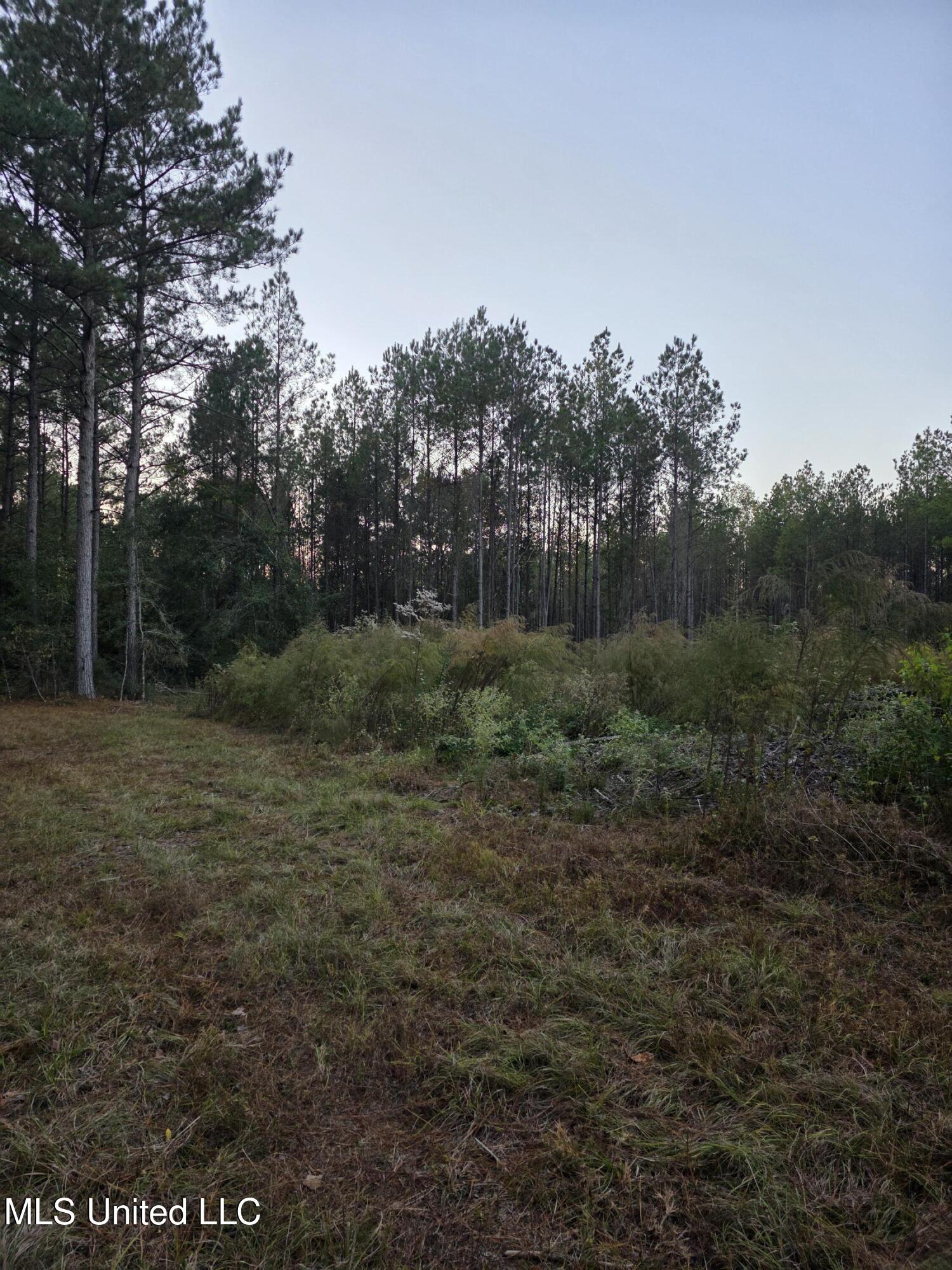 77 County Road Mize, MS 39116 - Photo 8 of 38 19337