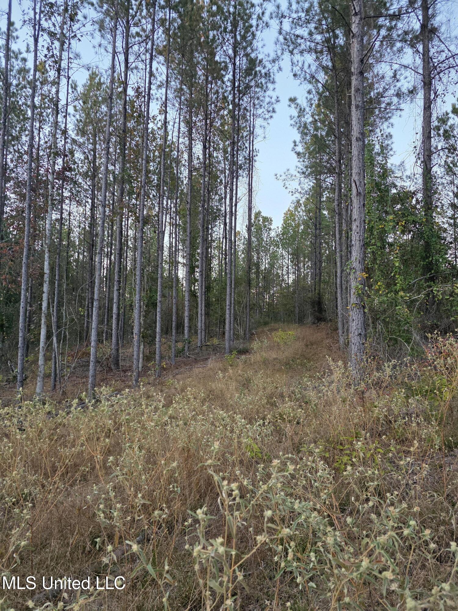 77 County Road Mize, MS 39116 - Photo 9 of 38 19334