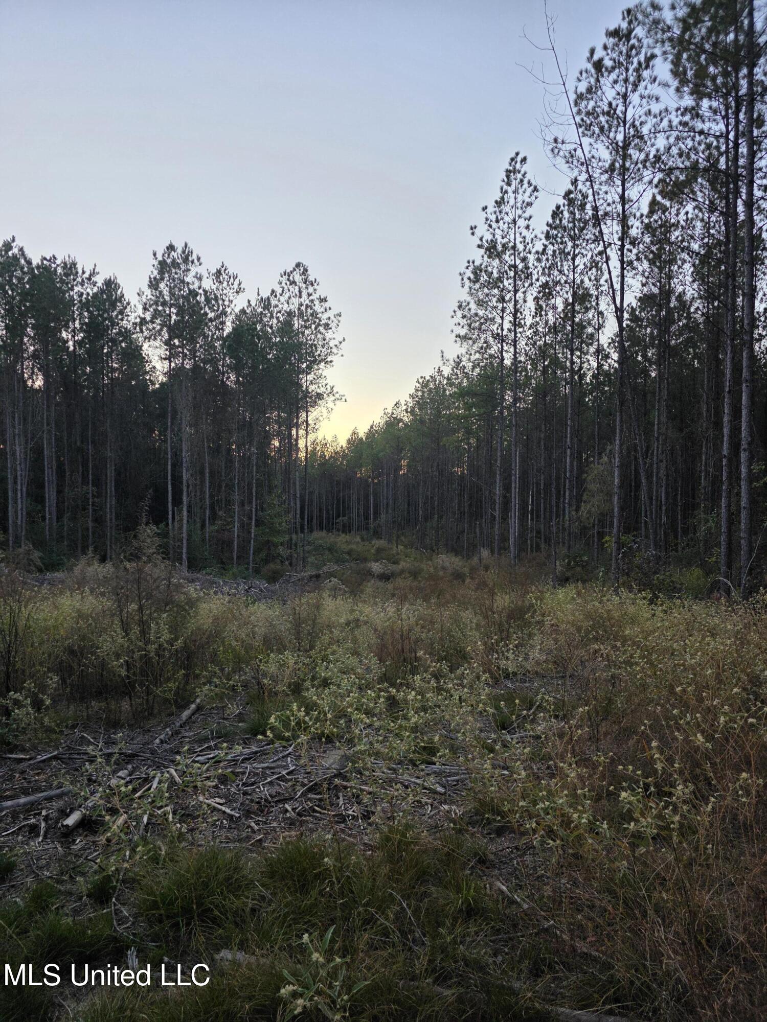 77 County Road Mize, MS 39116 - Photo 10 of 38 19333