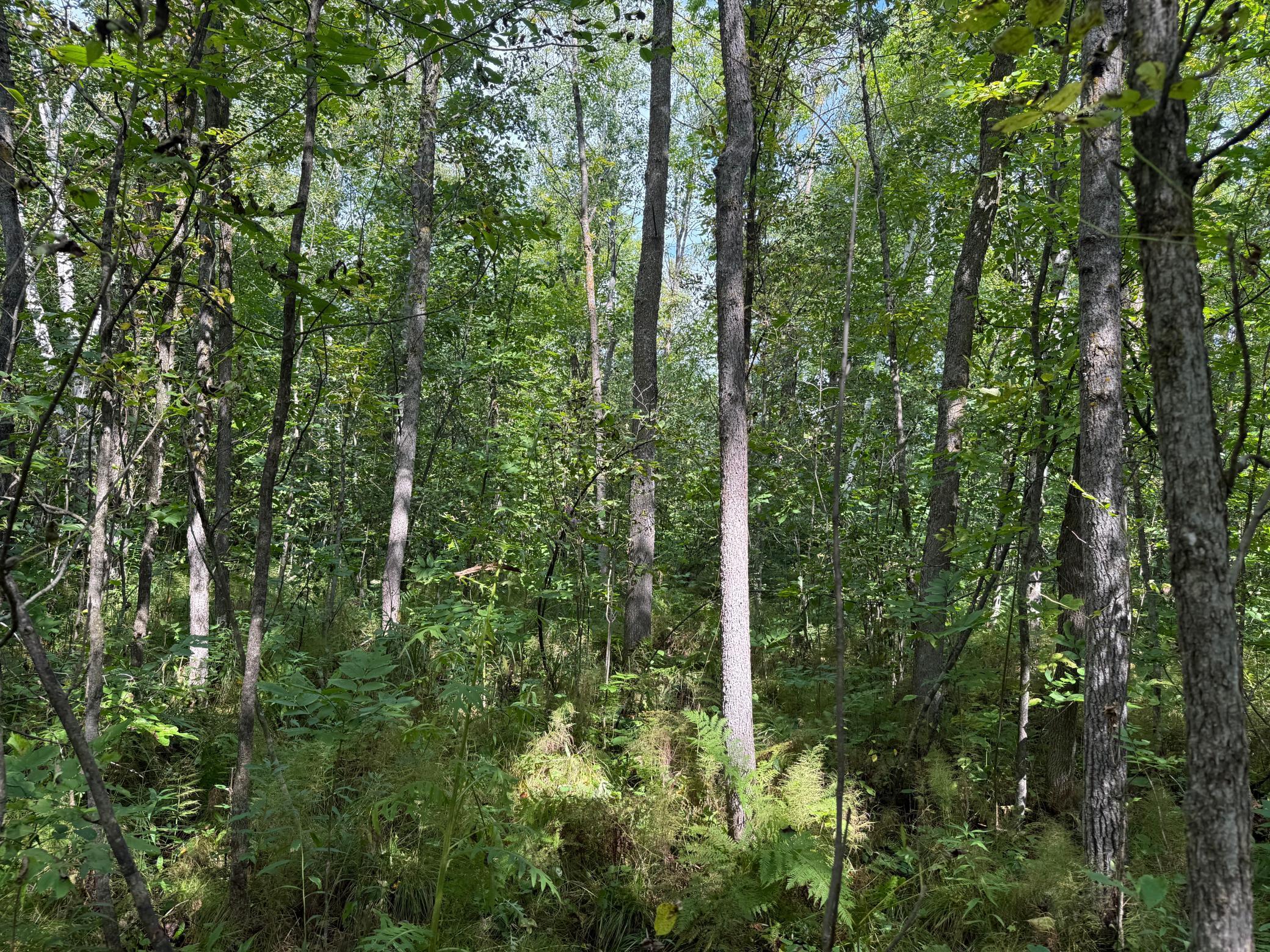 33622 Aspen Road Hinckley, MN 55037 - Photo 21 of 44