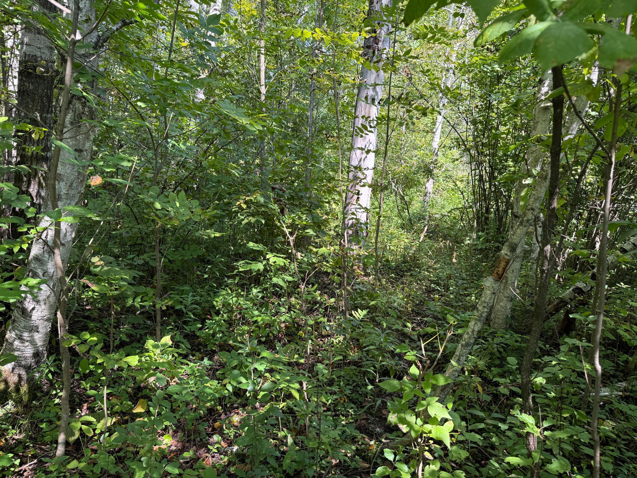 33622 Aspen Road Hinckley, MN 55037 - Photo 30 of 44