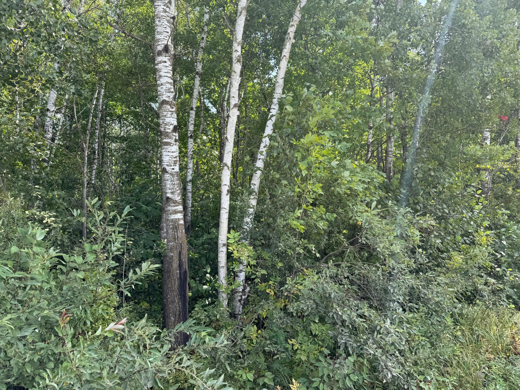 33622 Aspen Road Hinckley, MN 55037 - Photo 39 of 44