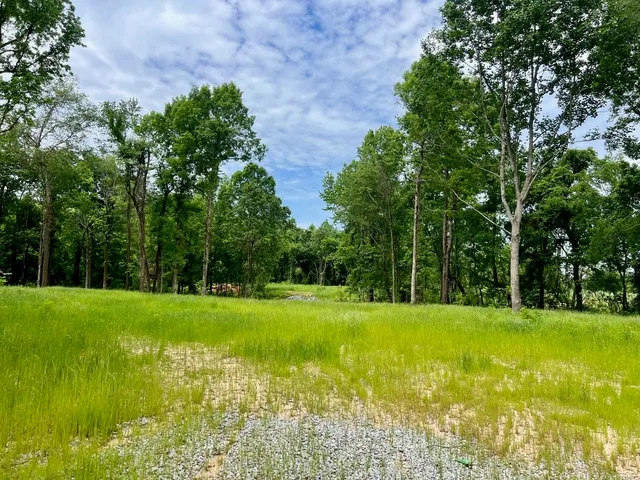a view of a big yard with a large trees