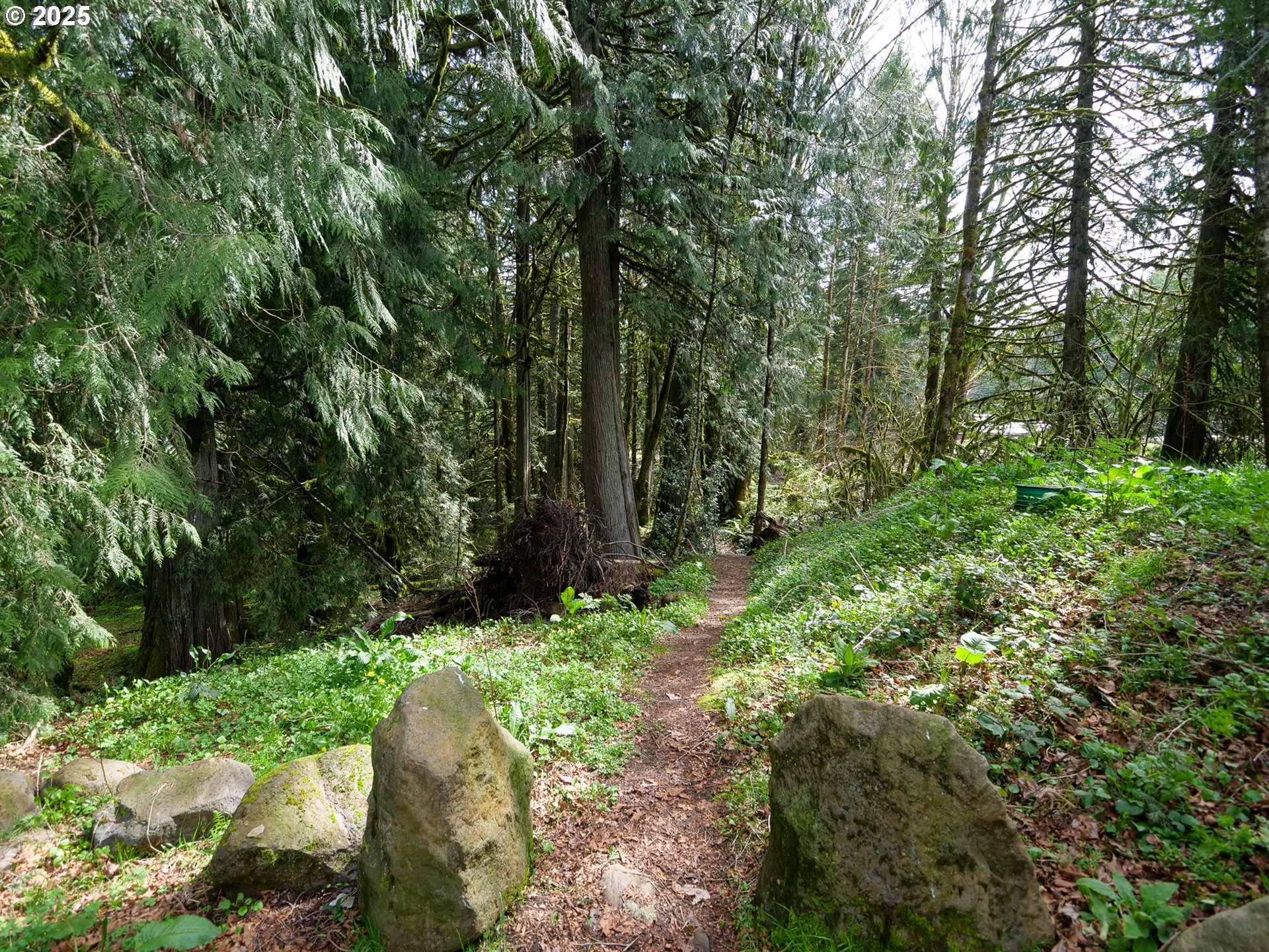69947 East E Highway, Unit 1 Rhododendron, OR 97049 - Photo 22 of 25 a green field with lots of trees in it