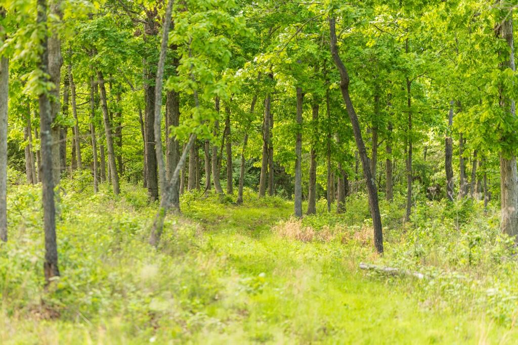 3270 Northeast 1205th Road Osceola, MO 64776 - Photo 44 of 89