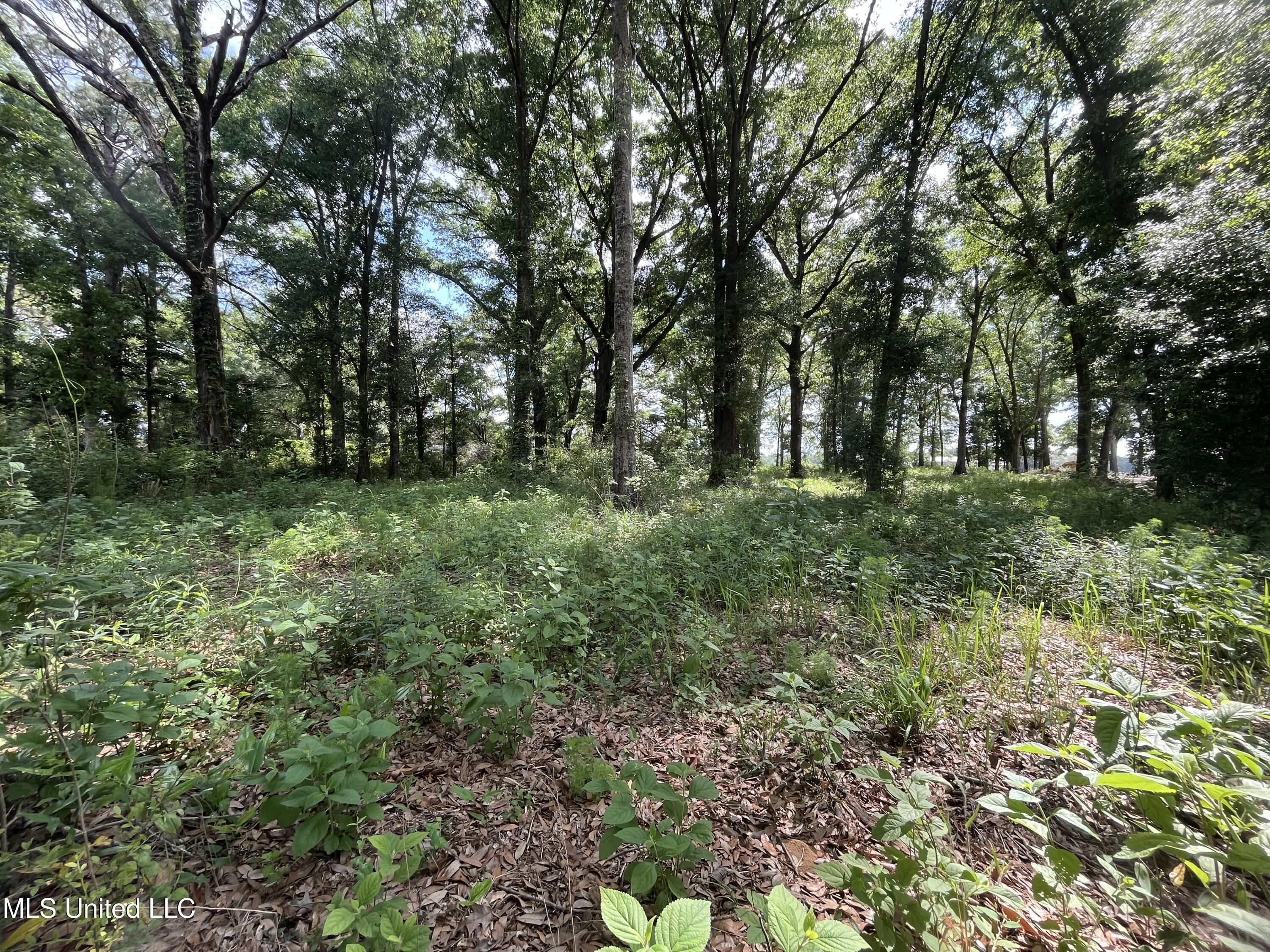 3.94-ac Yellow Bluff Road Lucedale, MS 39452 - Photo 5 of 6 IMG_8222
