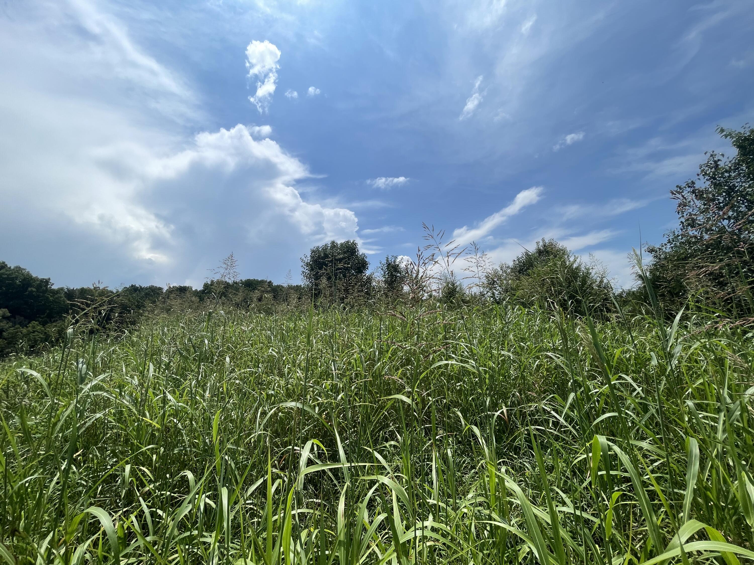 Tbd Red Gate Road, Unit 12 Greeneville, TN 37743 - Photo 6 of 14 Pasture!