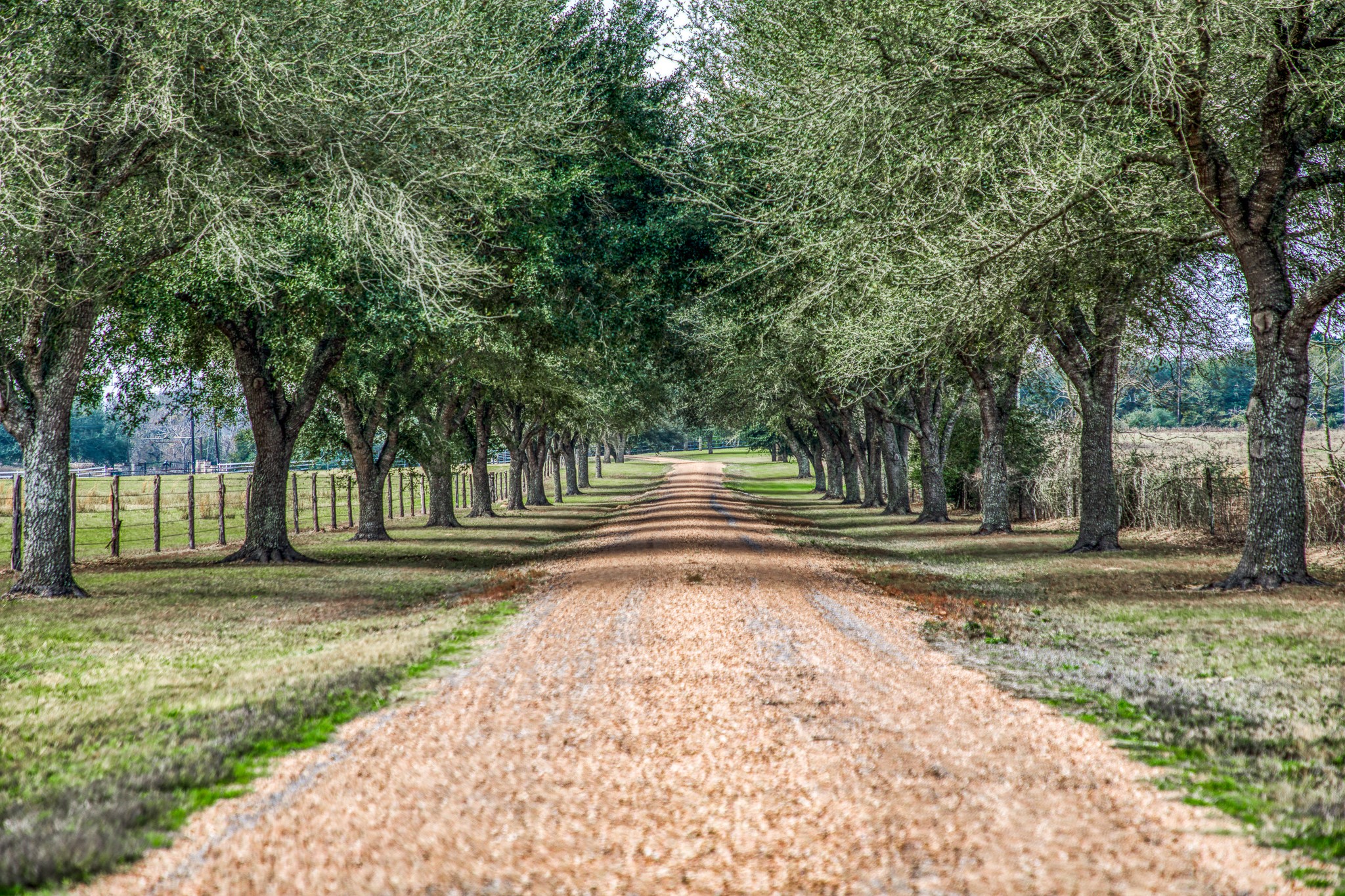 a view of a yard with plants and trees