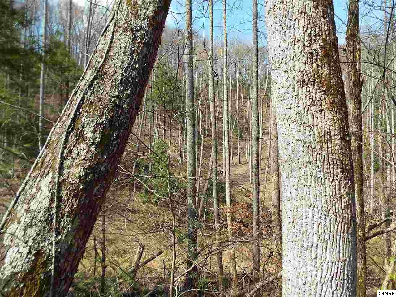 7903 Ground Hog Road Cosby, TN 37722 - Photo 15 of 35 Gallery Image 15