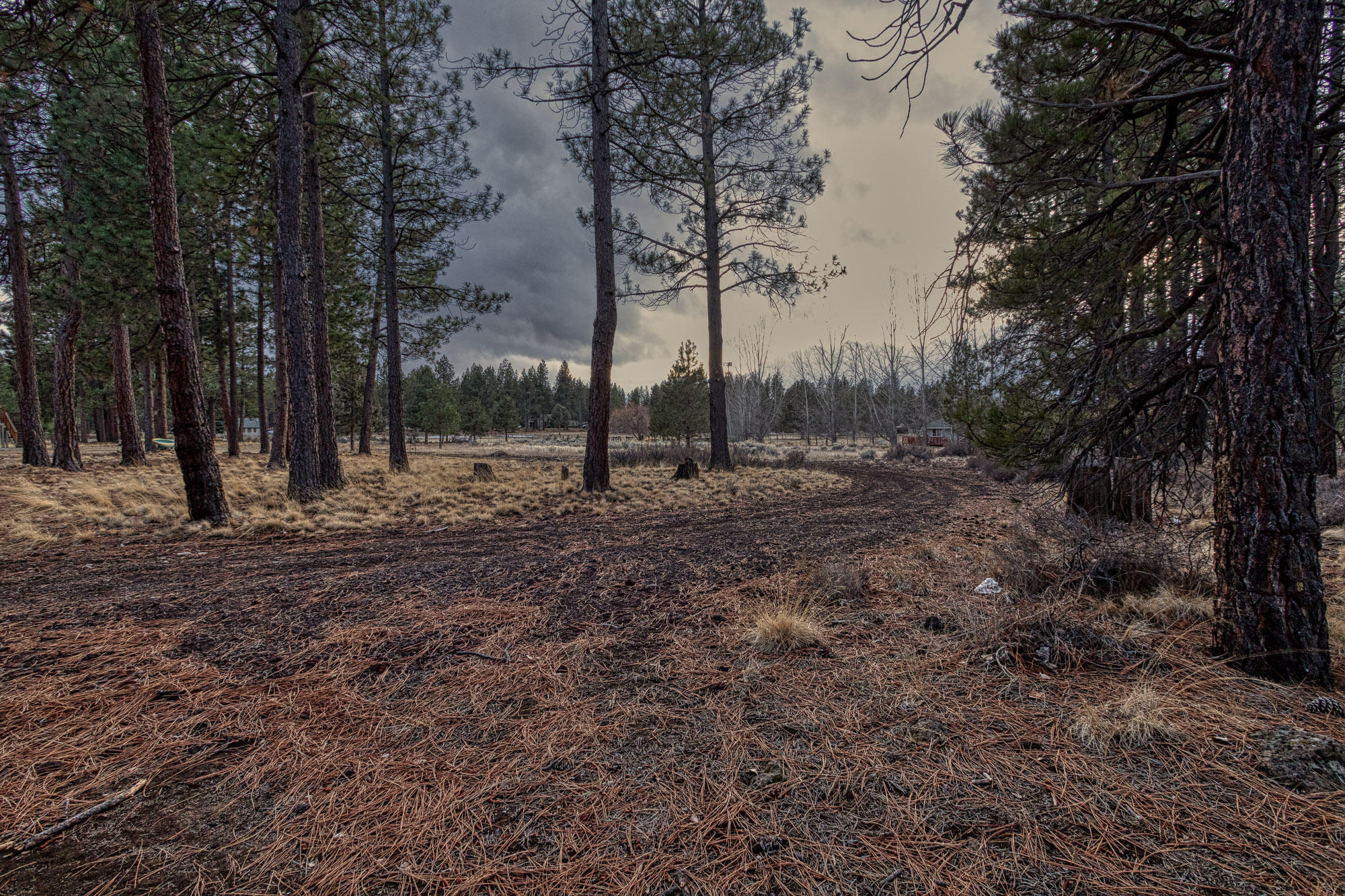 19490 Calico Road Bend, OR 97702 - Photo 62 of 67 a view of a yard with trees