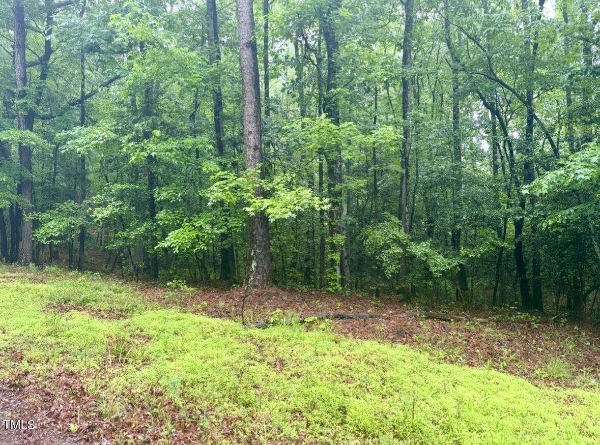 a view of a lush green forest