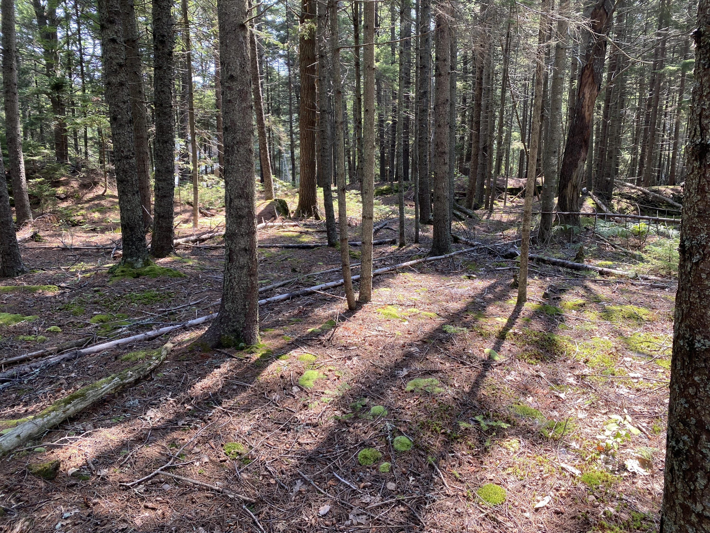 Lot 13 Lot Road Harpswell, ME 04079 - Photo 2 of 7 IMG_3283
