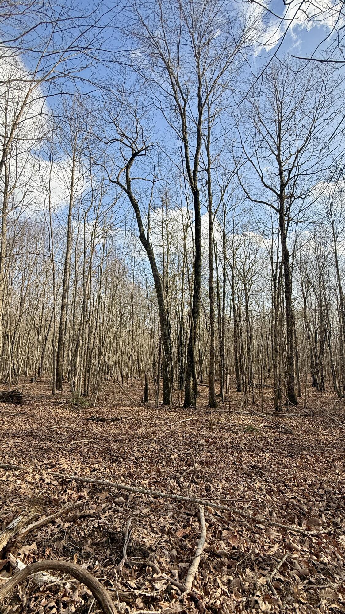 0 Hobbstown Road, Unit LOT 7 Dunlap, TN 37327 - Photo 11 of 47 IMG_4231