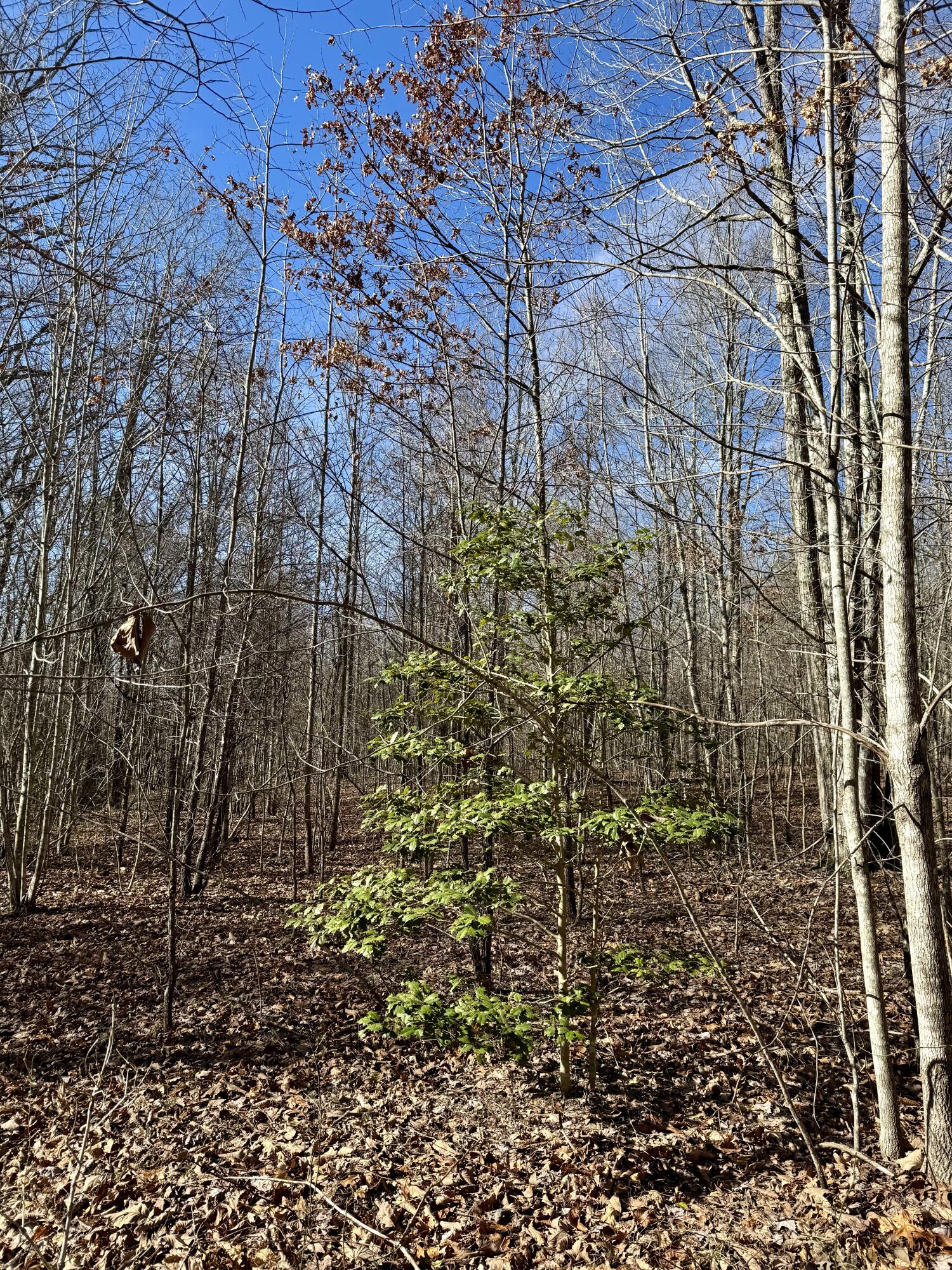 0 Hobbstown Road, Unit LOT 7 Dunlap, TN 37327 - Photo 21 of 47 IMG_6687