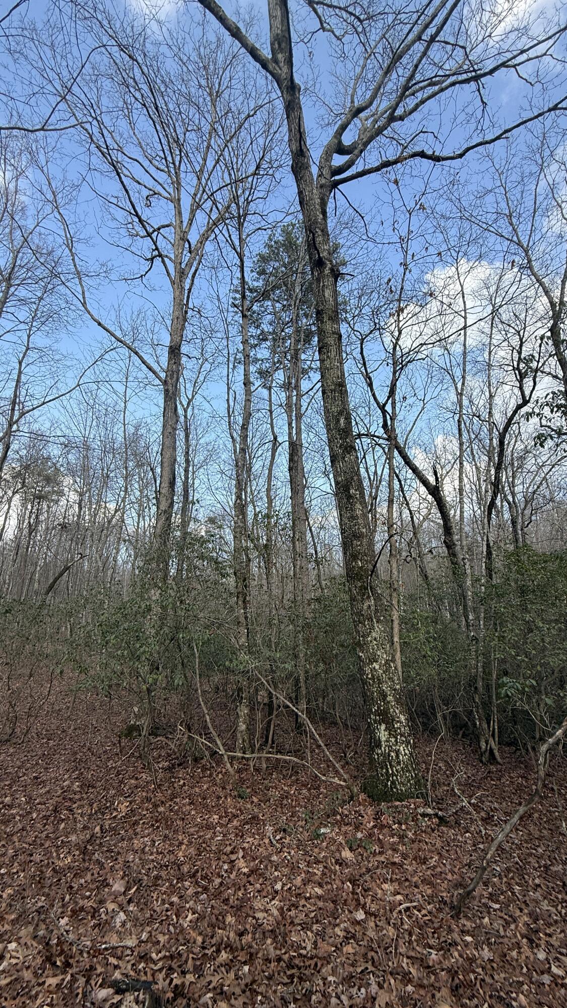 0 Hobbstown Road, Unit LOT 7 Dunlap, TN 37327 - Photo 37 of 47 IMG_4251