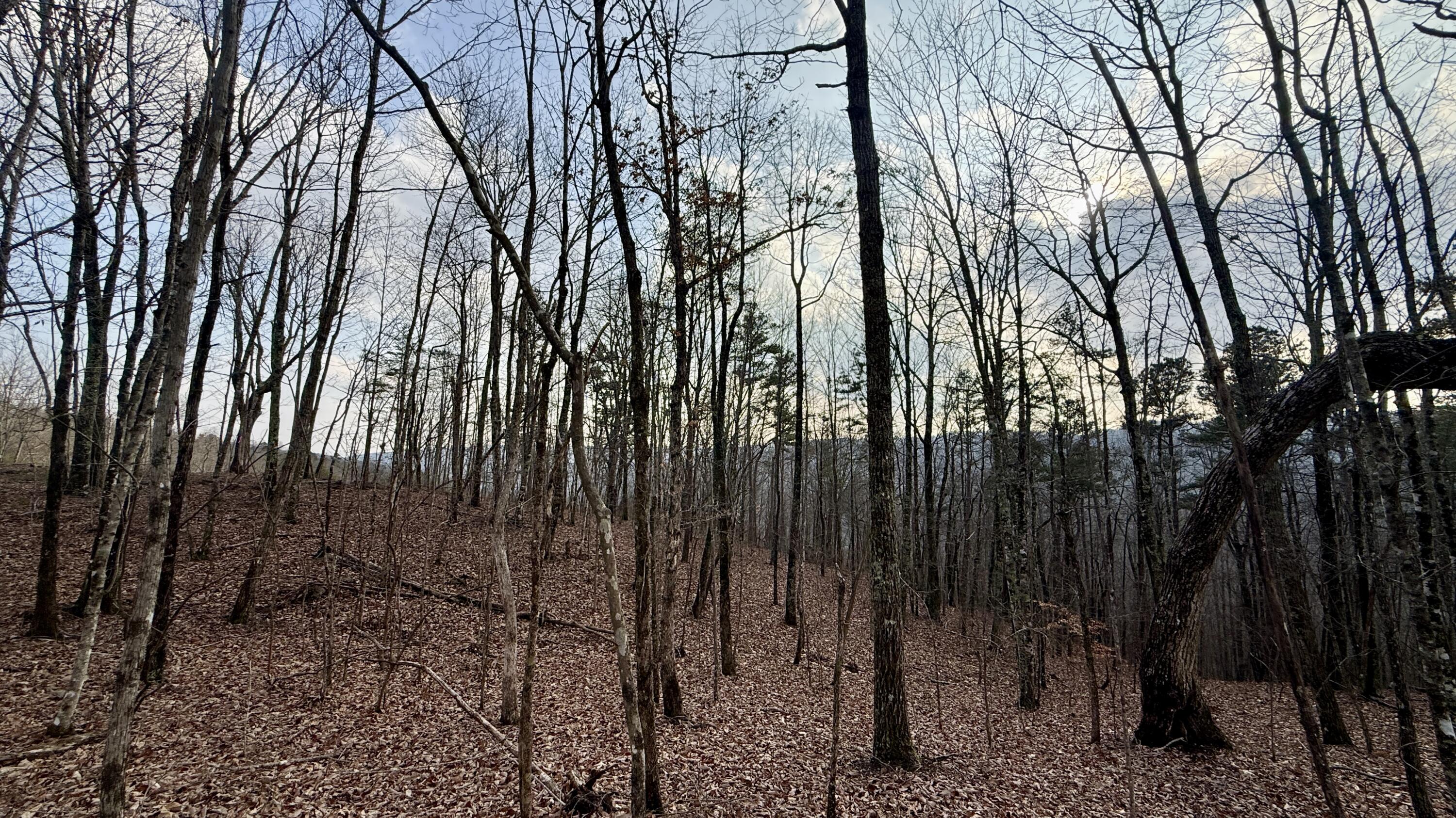 0 Hobbstown Road, Unit LOT 7 Dunlap, TN 37327 - Photo 42 of 47 IMG_4242