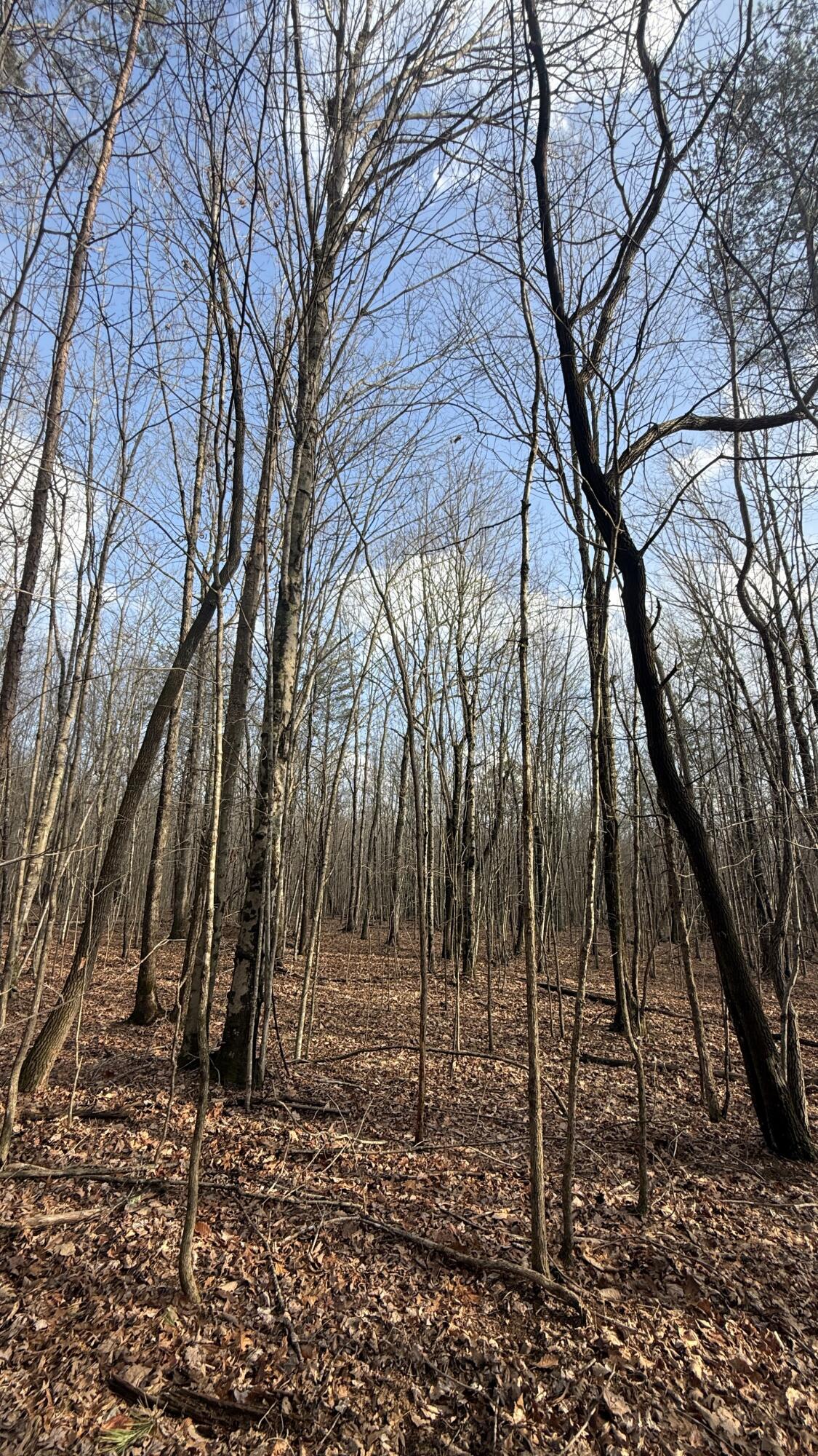 0 Hobbstown Road, Unit LOT 7 Dunlap, TN 37327 - Photo 47 of 47 IMG_4233