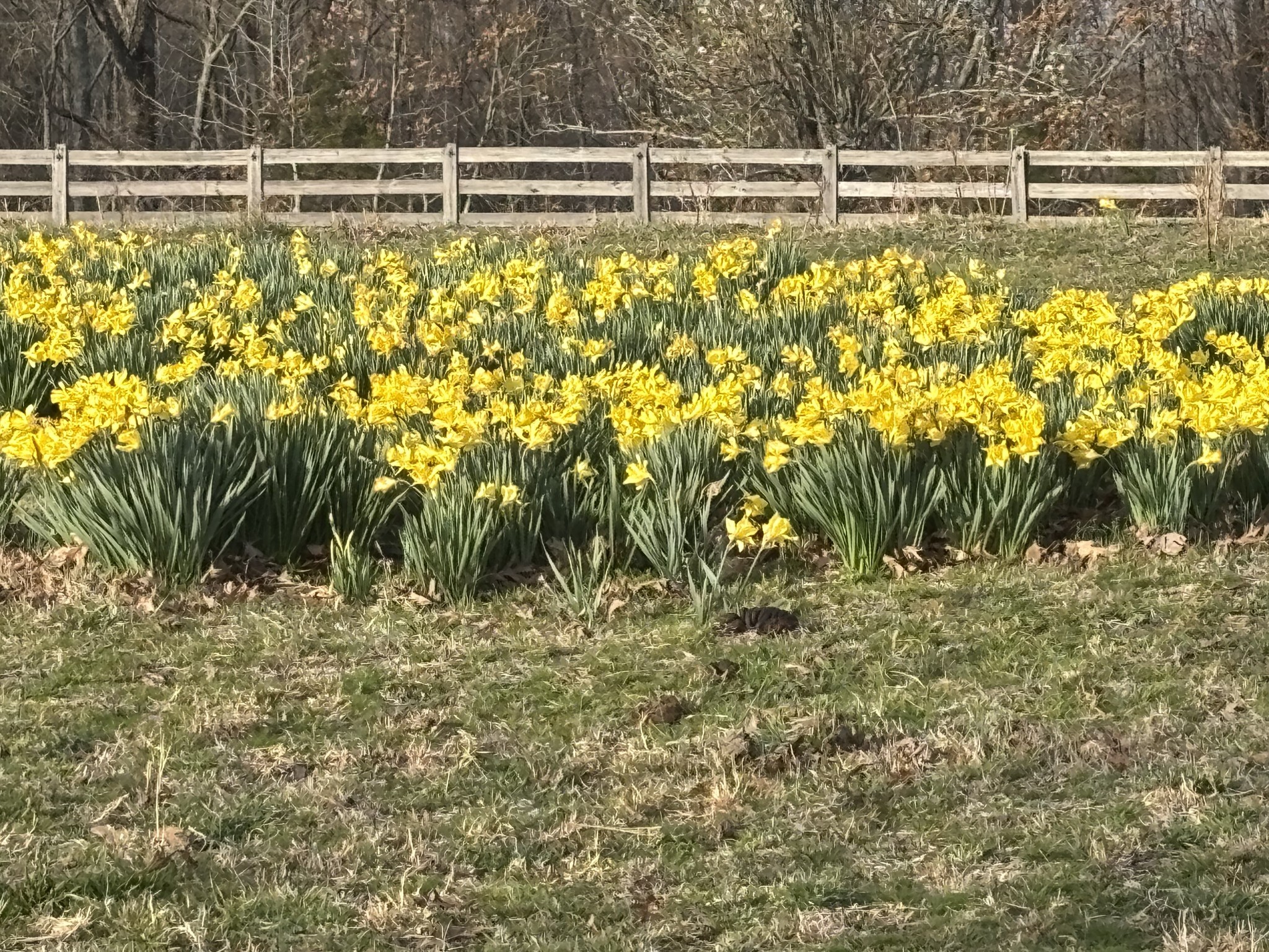 1221 Johnson Branch Road Pulaski, TN 38478 - Photo 53 of 99