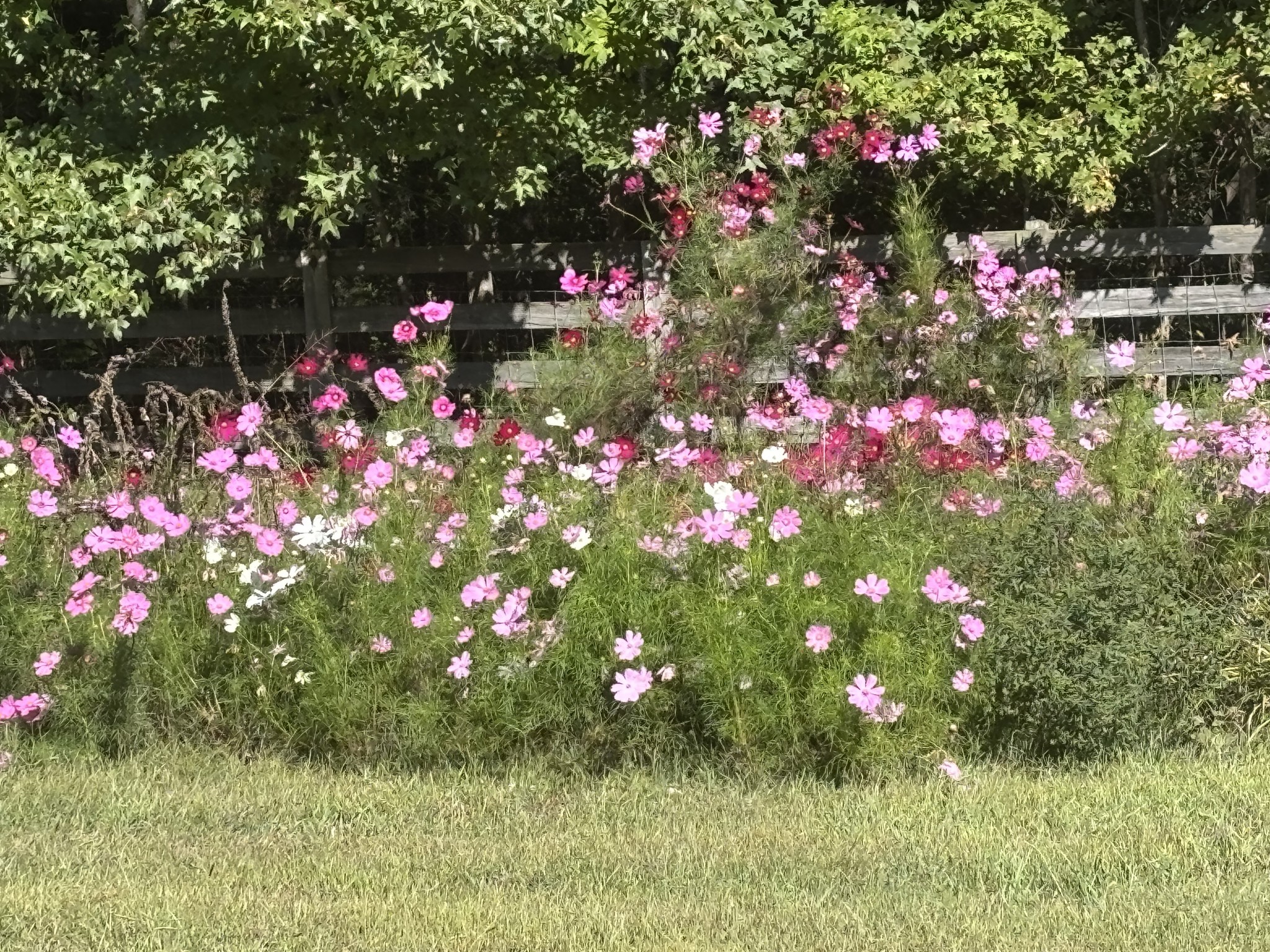 1221 Johnson Branch Road Pulaski, TN 38478 - Photo 59 of 99