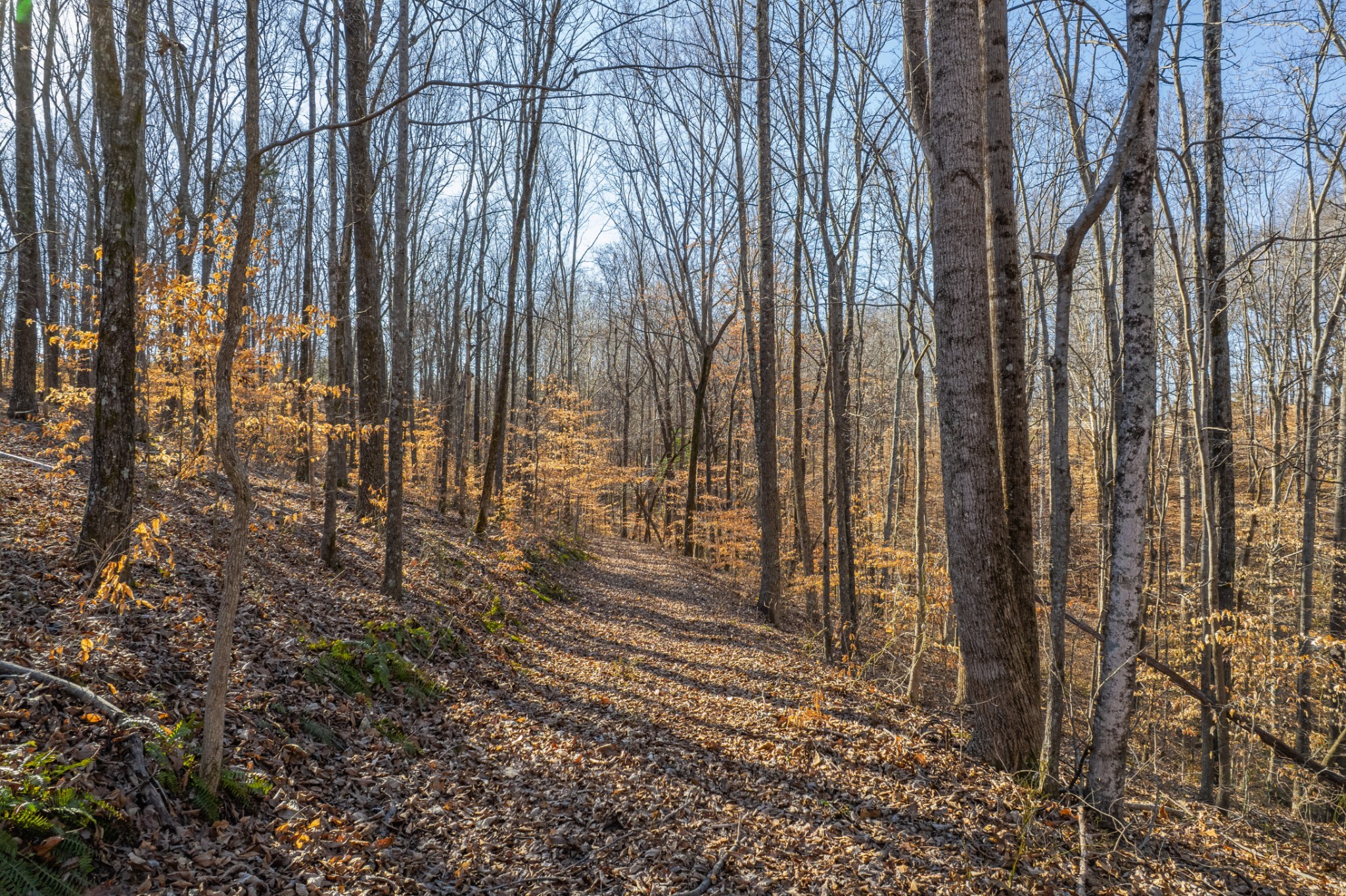 1221 Johnson Branch Road Pulaski, TN 38478 - Photo 95 of 99