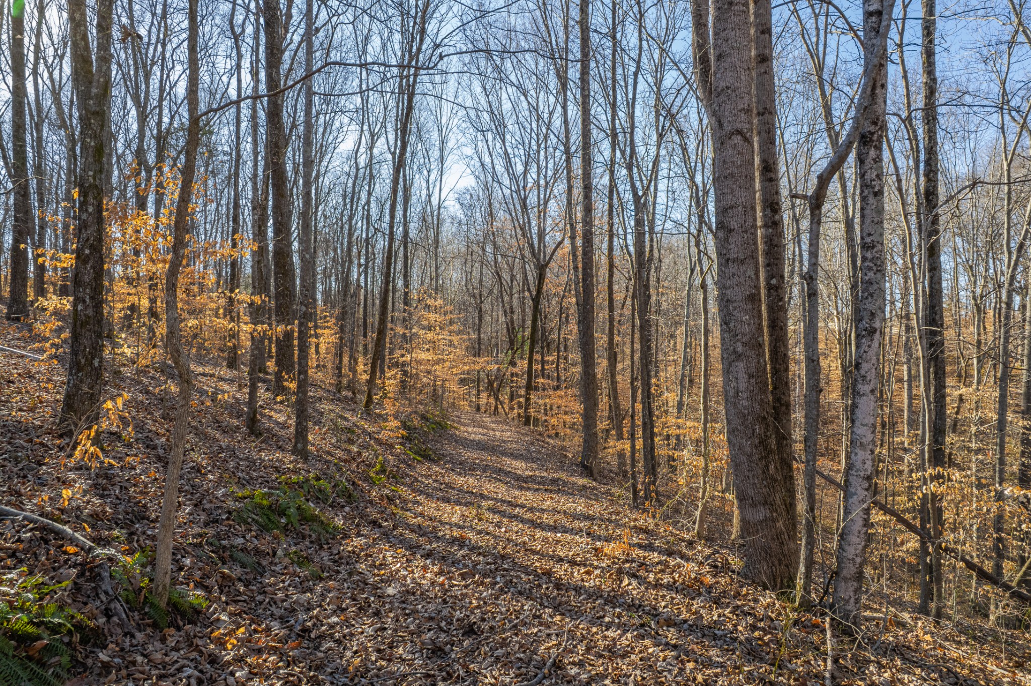 1221 Johnson Branch Road Pulaski, TN 38478 - Photo 96 of 99