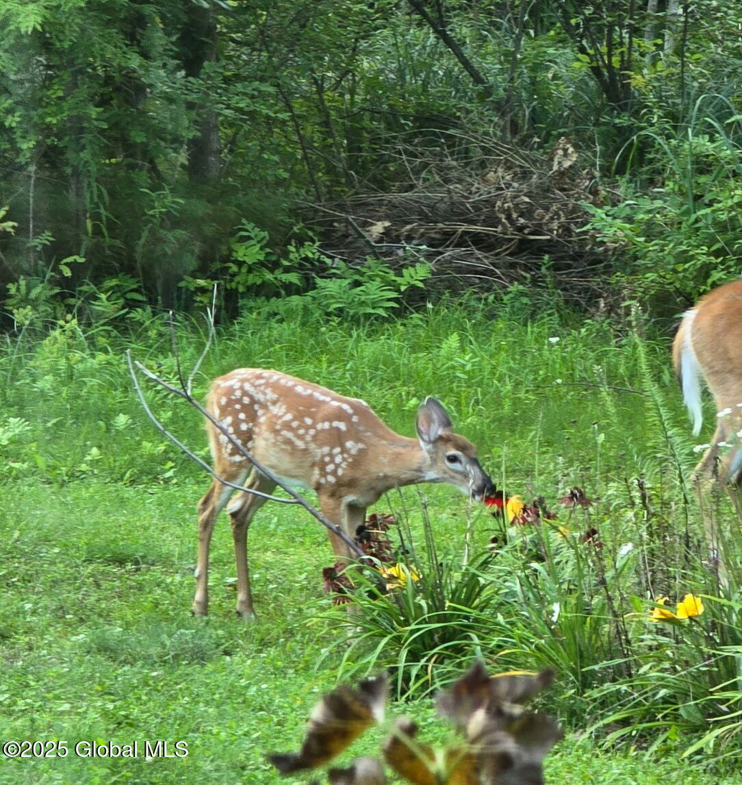 2085 Weast Road Princetown, NY 12137 - Photo 69 of 70 weast