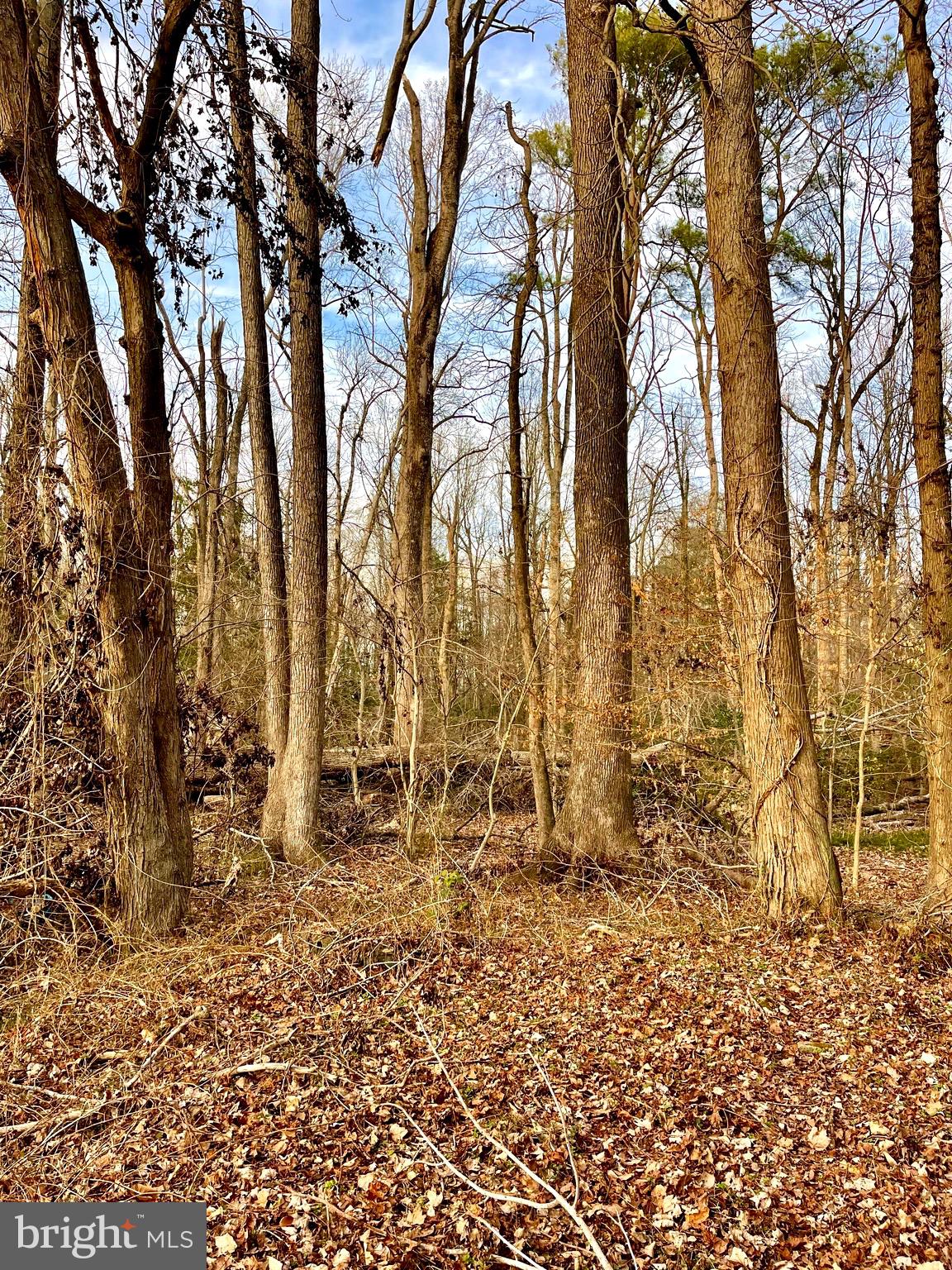 26302 Sennett Road Denton, MD 21629 - Photo 4 of 5 Large mature trees on lot