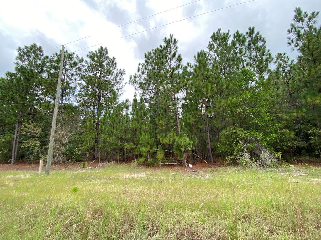 51.92-acre State Park Road Windsor, SC 29856 - Photo 5 of 14