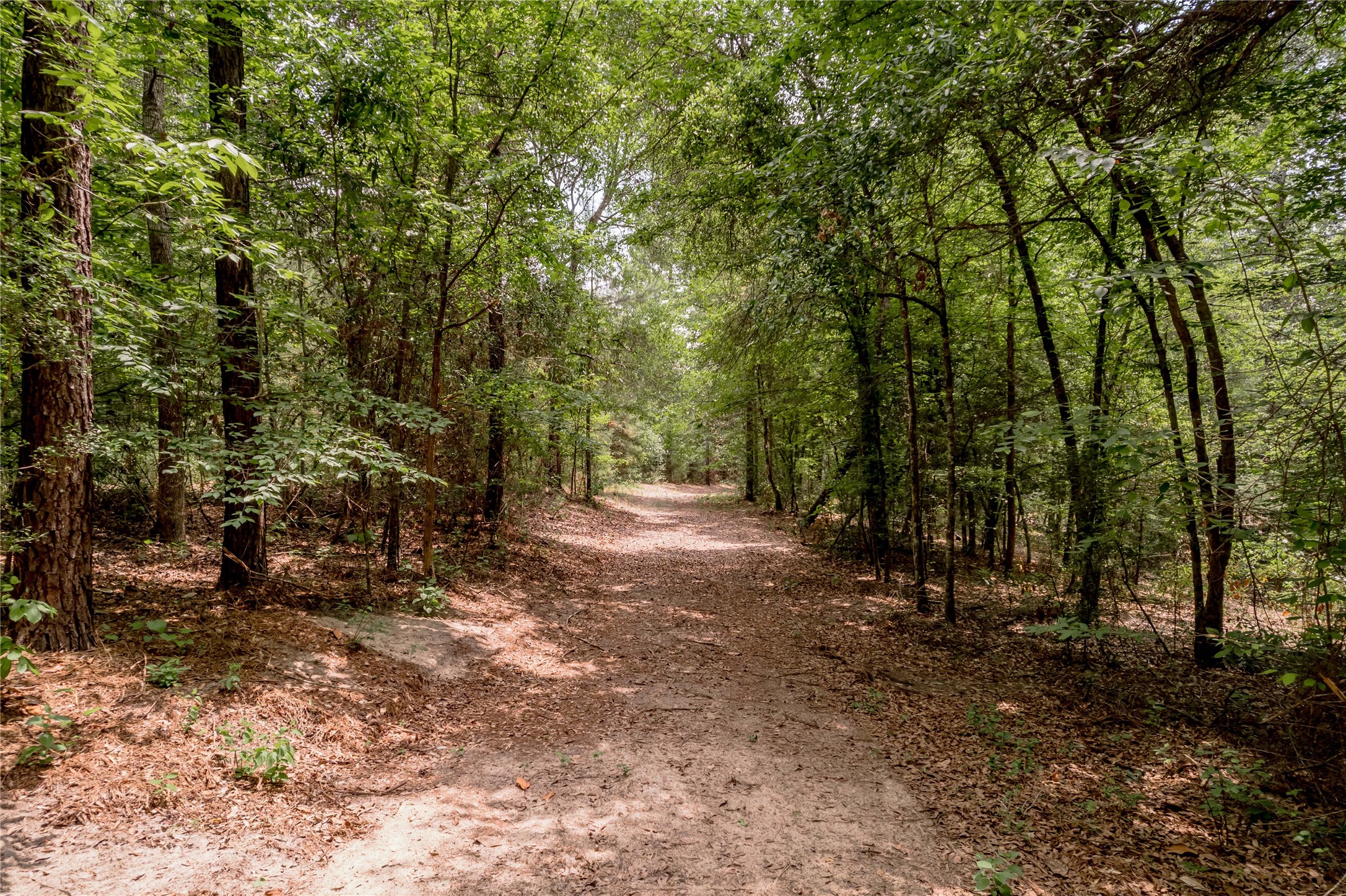 3134 Nursery Road Livingston, TX 77351 - Photo 44 of 50 Through the wooded acreage are multiple cleared paths for easily navigating the property. This can be done via ATV or truck.