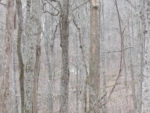 1234 North Dividing Ridge Road Sadieville, KY 40370 - Photo 4 of 16 Listing Photo