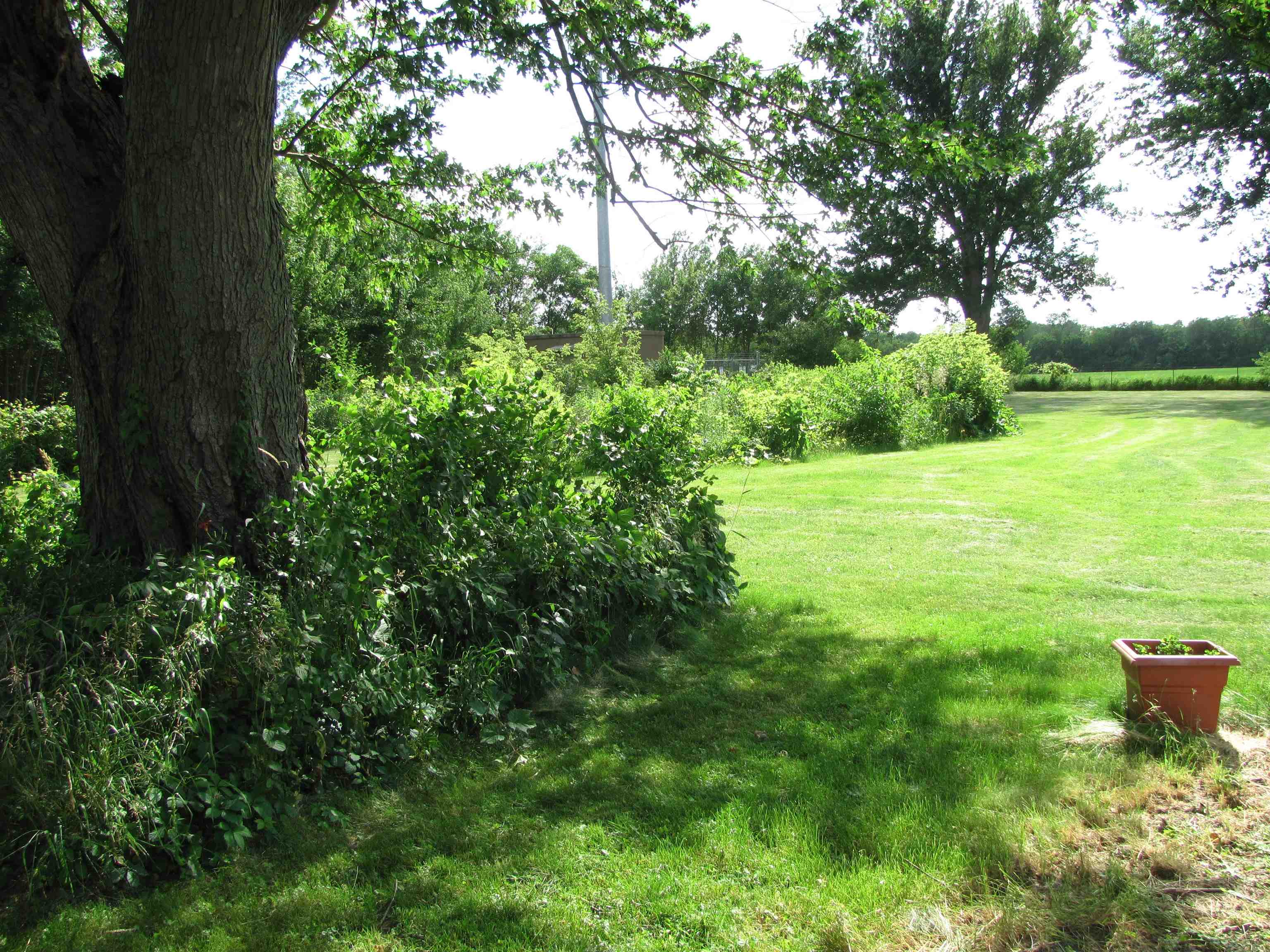 6159 Prairie Road Rockford, IL 61102 - Photo 16 of 47 a view of a garden with a tree