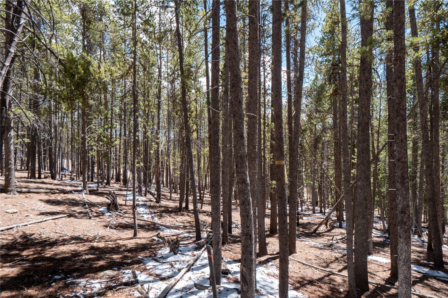 3149 Nugget Road Fairplay, CO 80440 - Photo 16 of 40 Still Lots of Trees on the Lot!