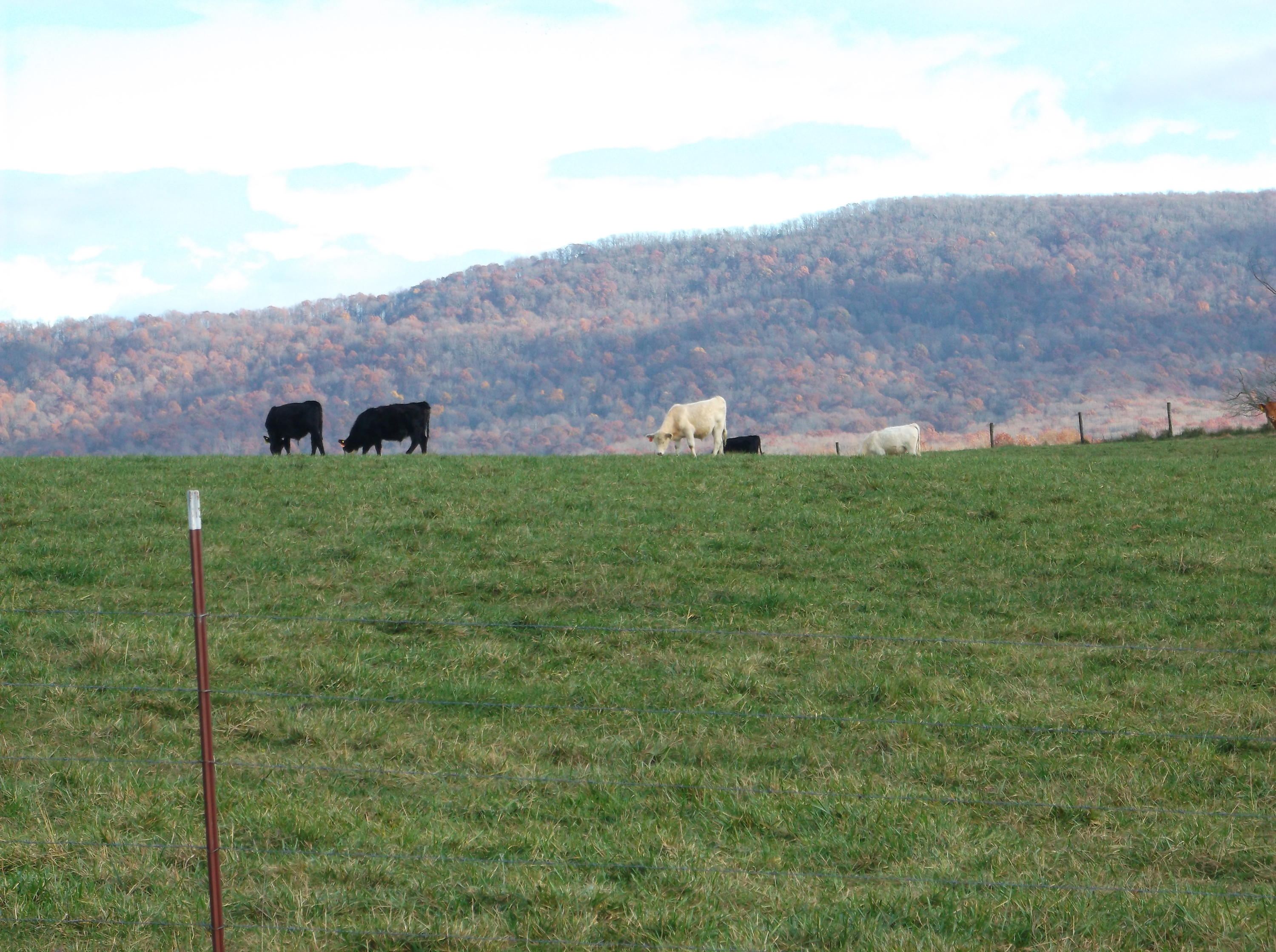 778 Russell Ridge Road Crossville, TN 38555 - Photo 40 of 40 Oh, those views!