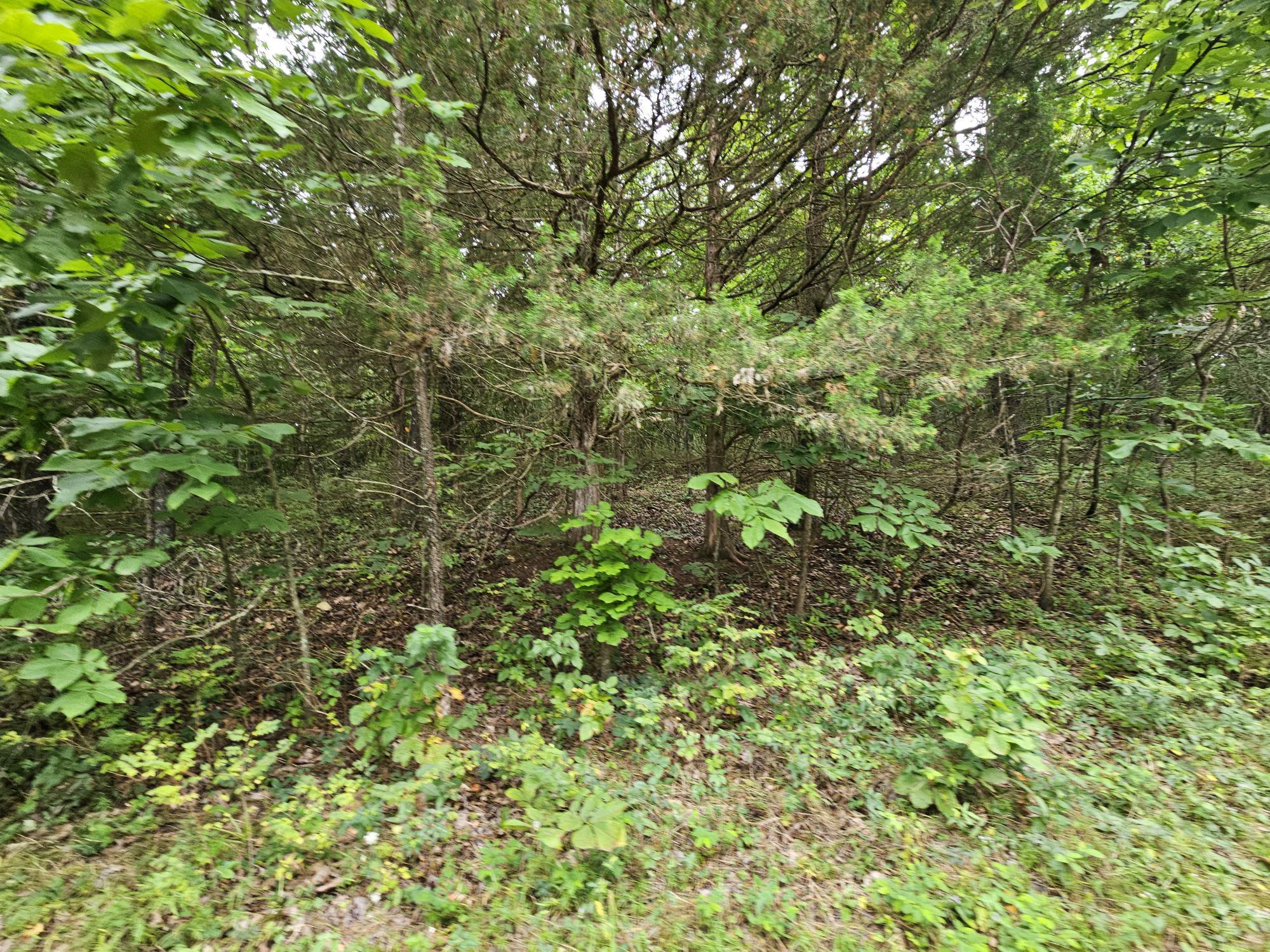 -18 Ac Westview Road Neosho, MO 64850 - Photo 4 of 12 Bresee 18 ac pic 3