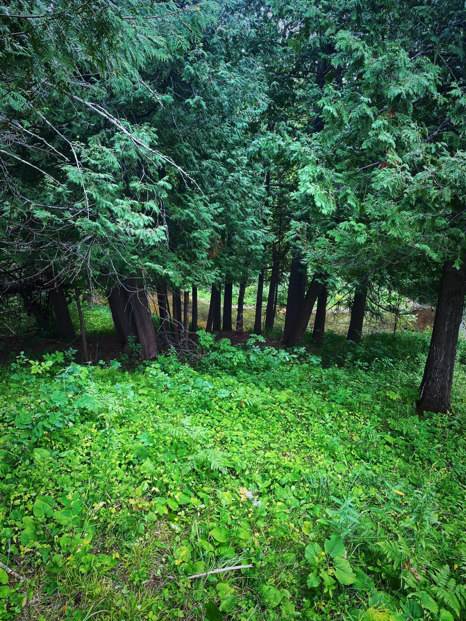 0 Vanornum Road Marengo, WI 54855 - Photo 3 of 10