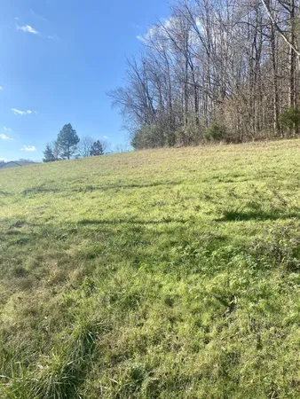 a view of yard with trees
