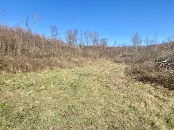 a view of a yard with an trees